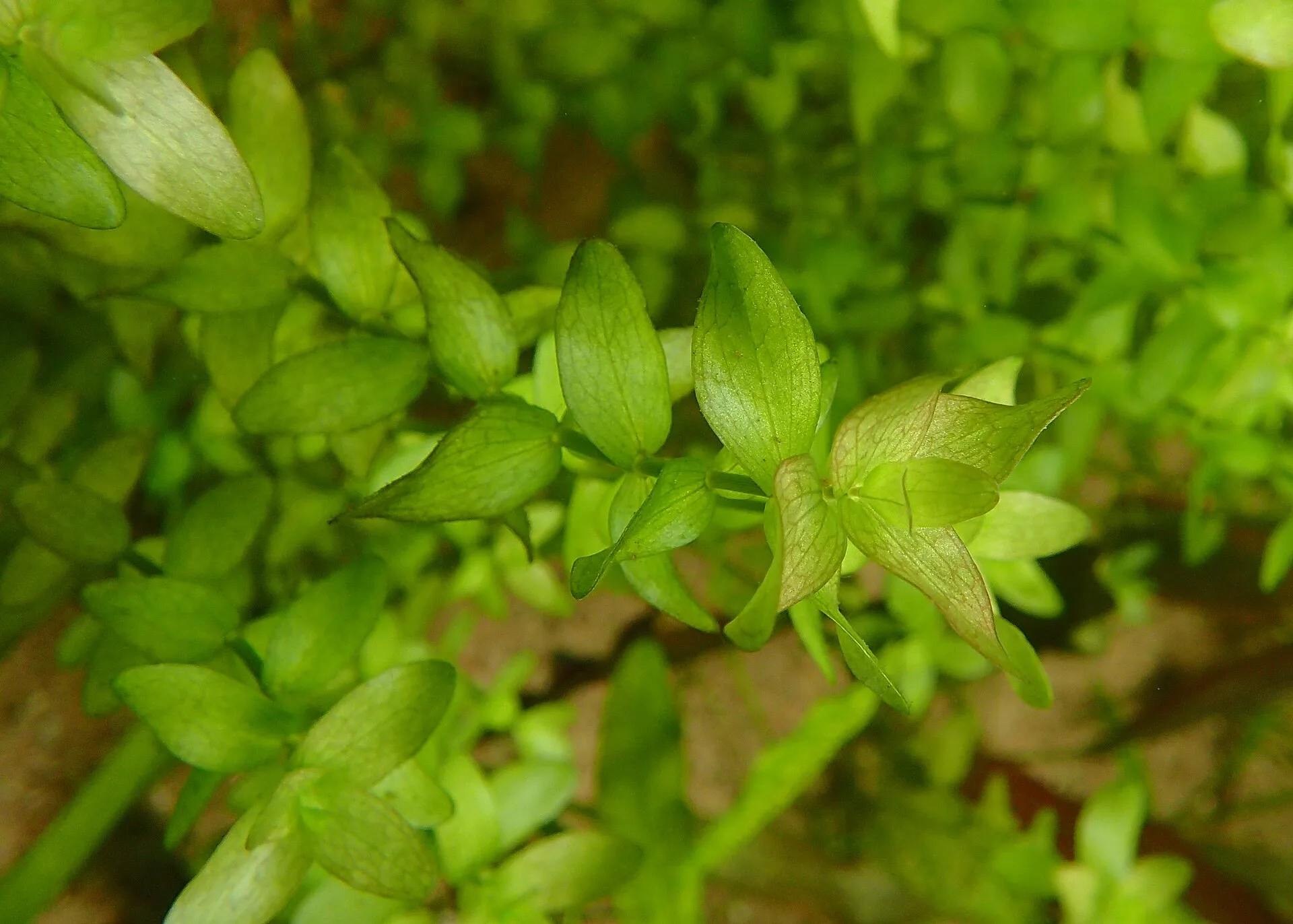 Bacopa / Giant Red Bacopa in aquarium