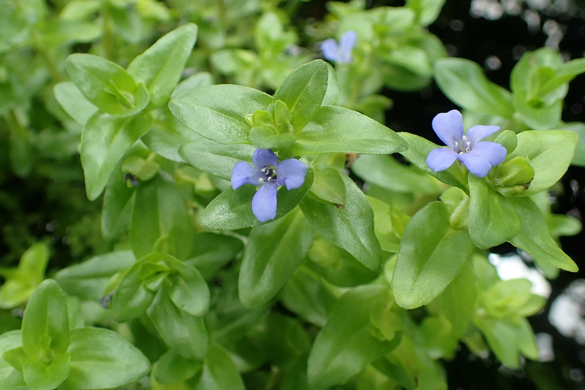 Close view of Bacopa / Giant Red Bacopa (Bacopa caroliniana)