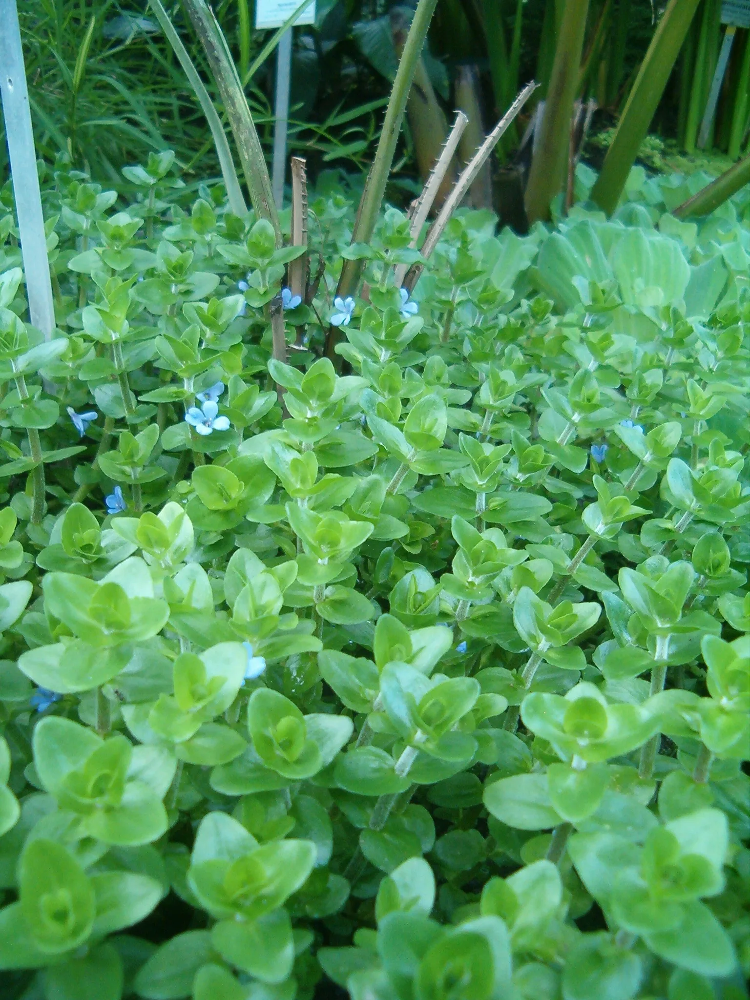 Bacopa / Giant Red Bacopa natural colour and form