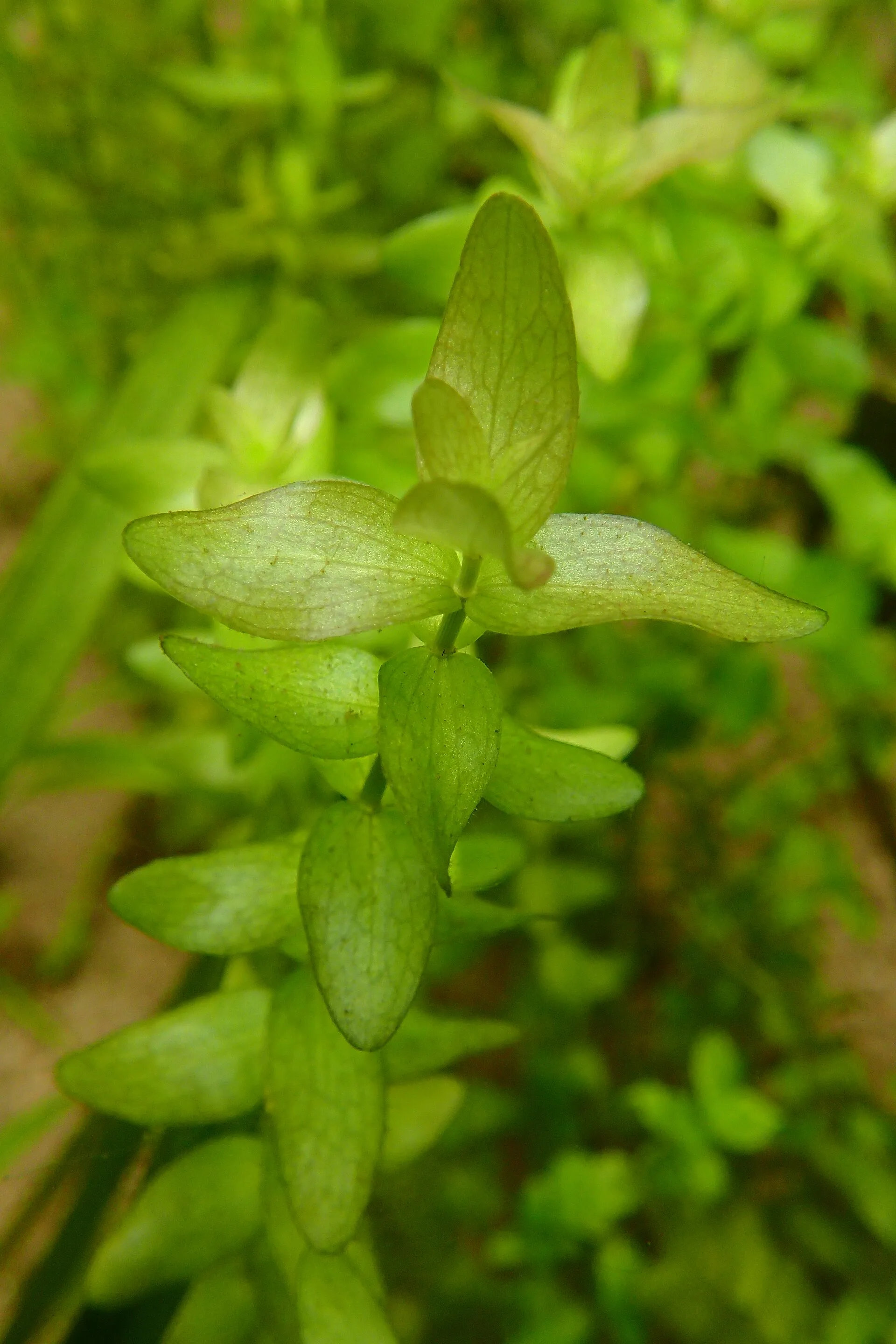 Bacopa / Giant Red Bacopa (Bacopa caroliniana)