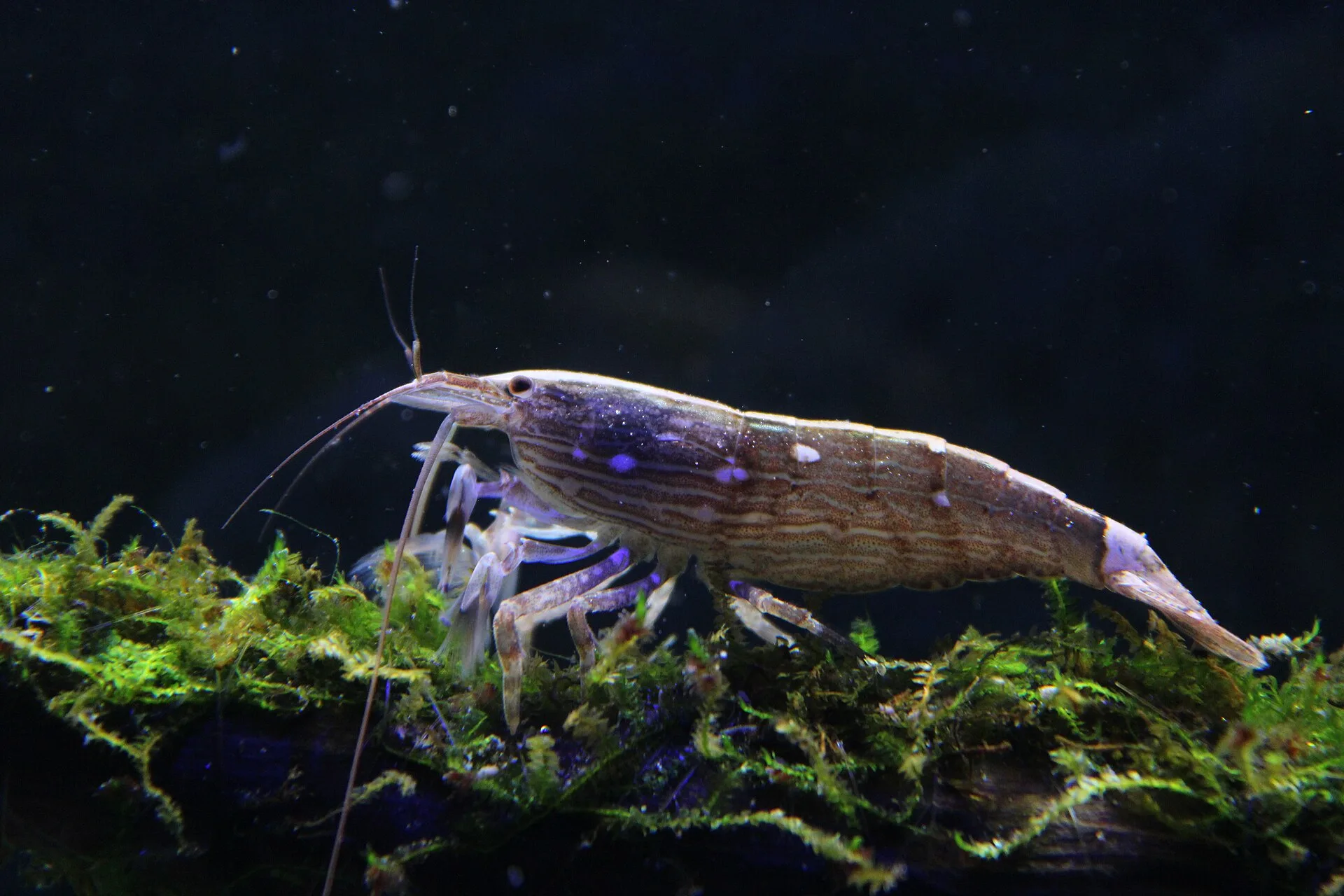 Bamboo Shrimp (Atyopsis moluccensis)