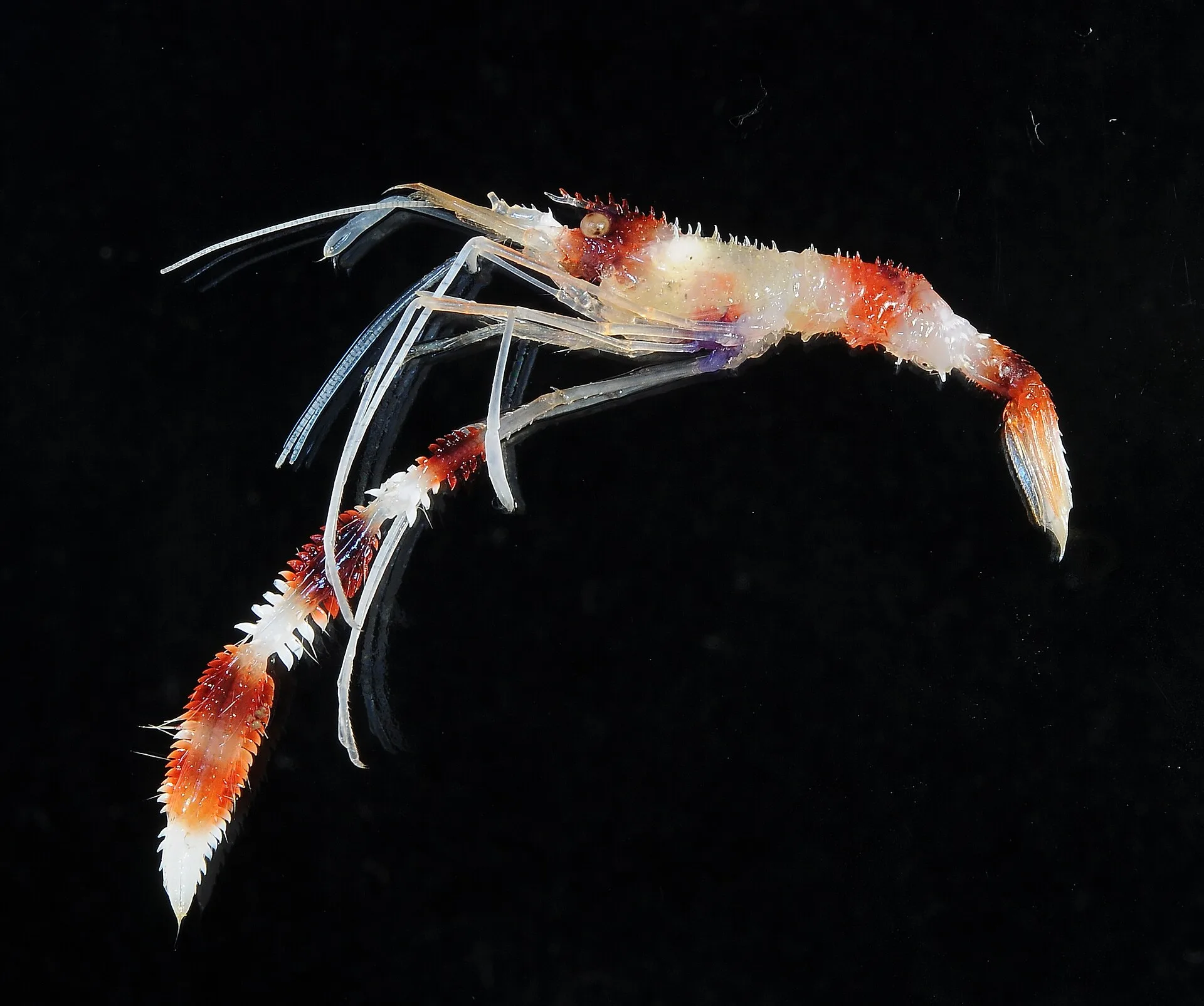 Barber Pole Shrimp aquarium photo