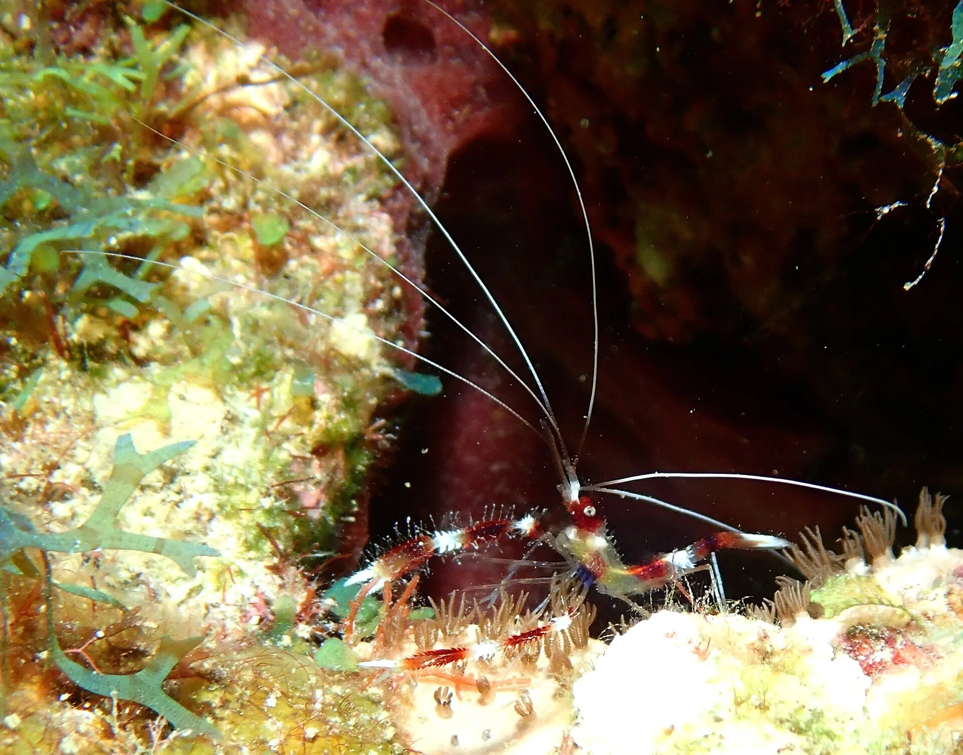 Barber Pole Shrimp aquarium photo