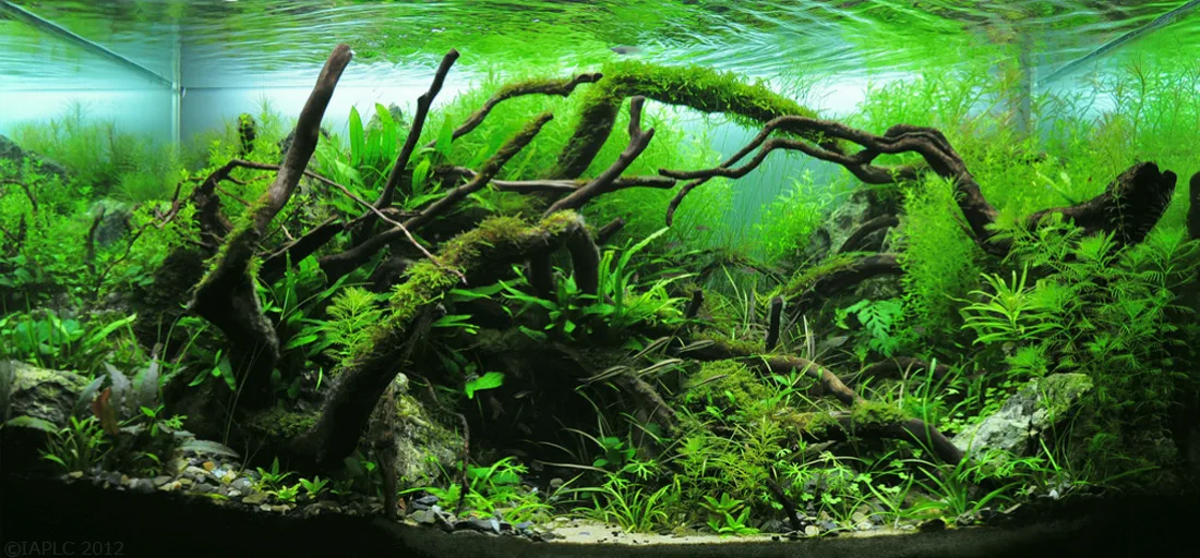 Beginner-friendly planted freshwater aquarium