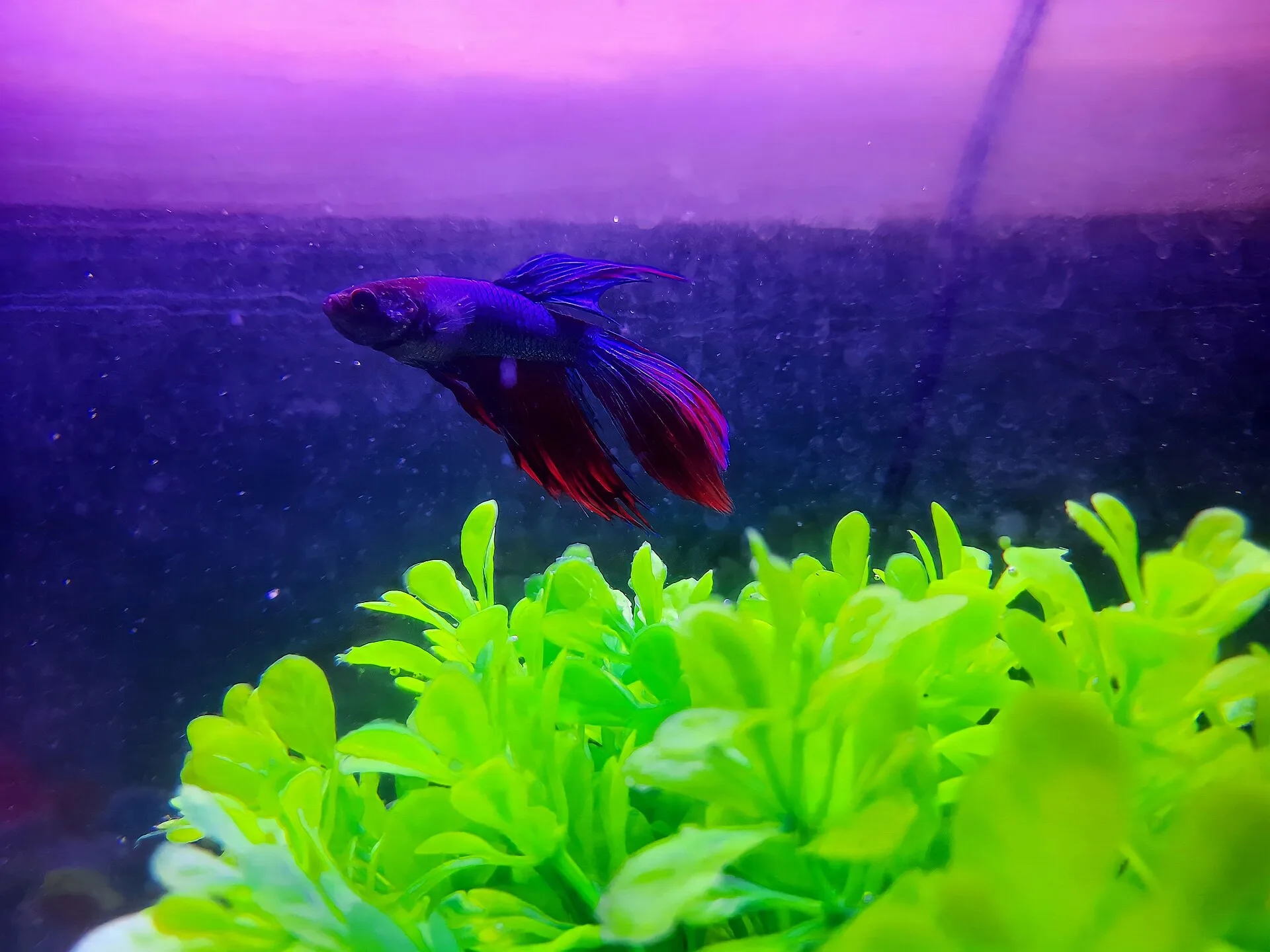 Betta Fish Diet and Feeding Guide