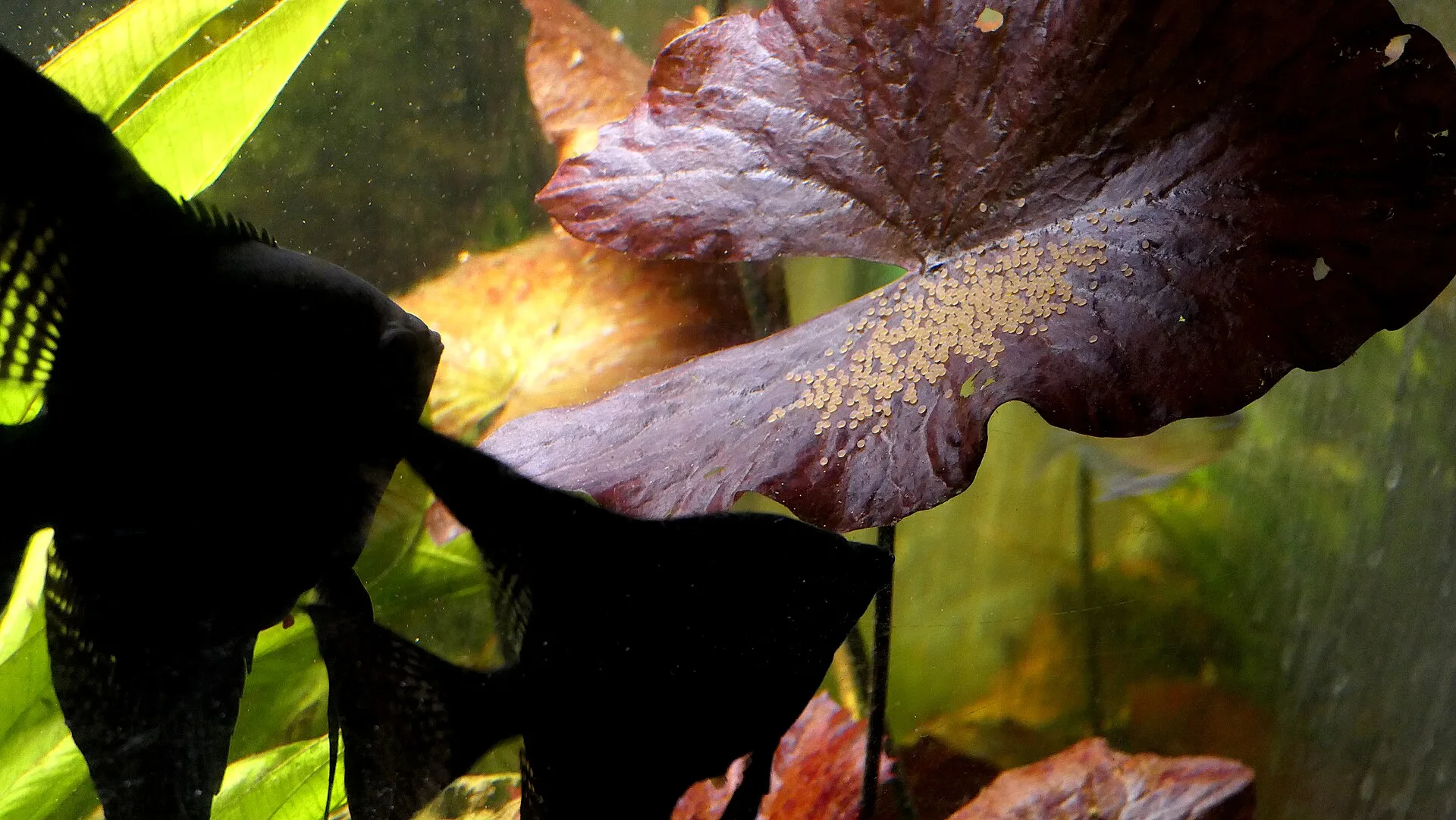 Black Angelfish aquarium photo