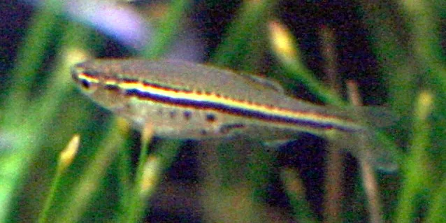 Black Barred Danio aquarium photo