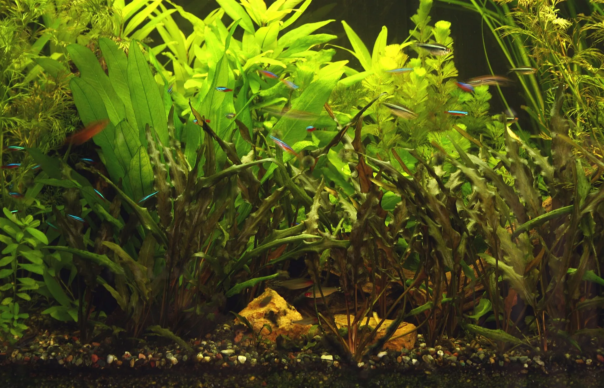Healthy planted aquarium competing against algae