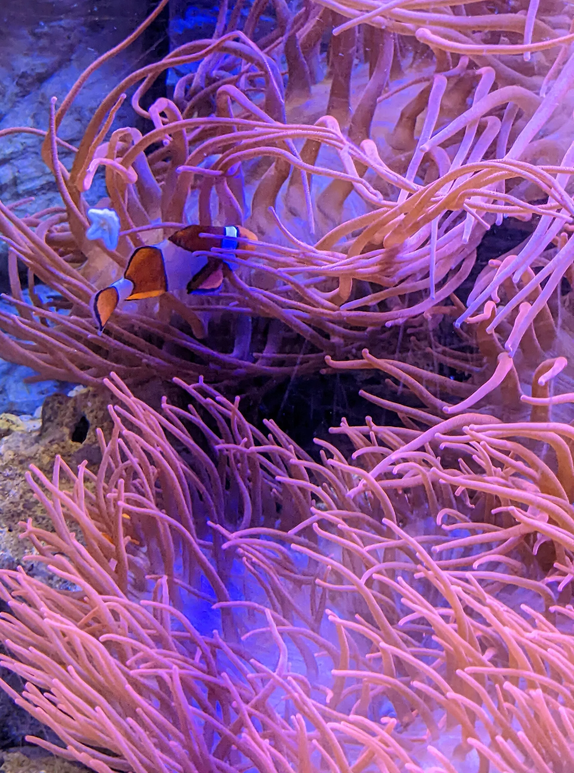 Black Clownfish aquarium photo