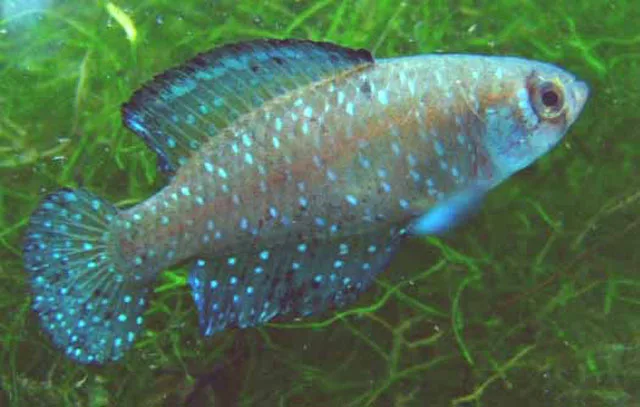 Black-finned Pearl Killifish aquarium photo