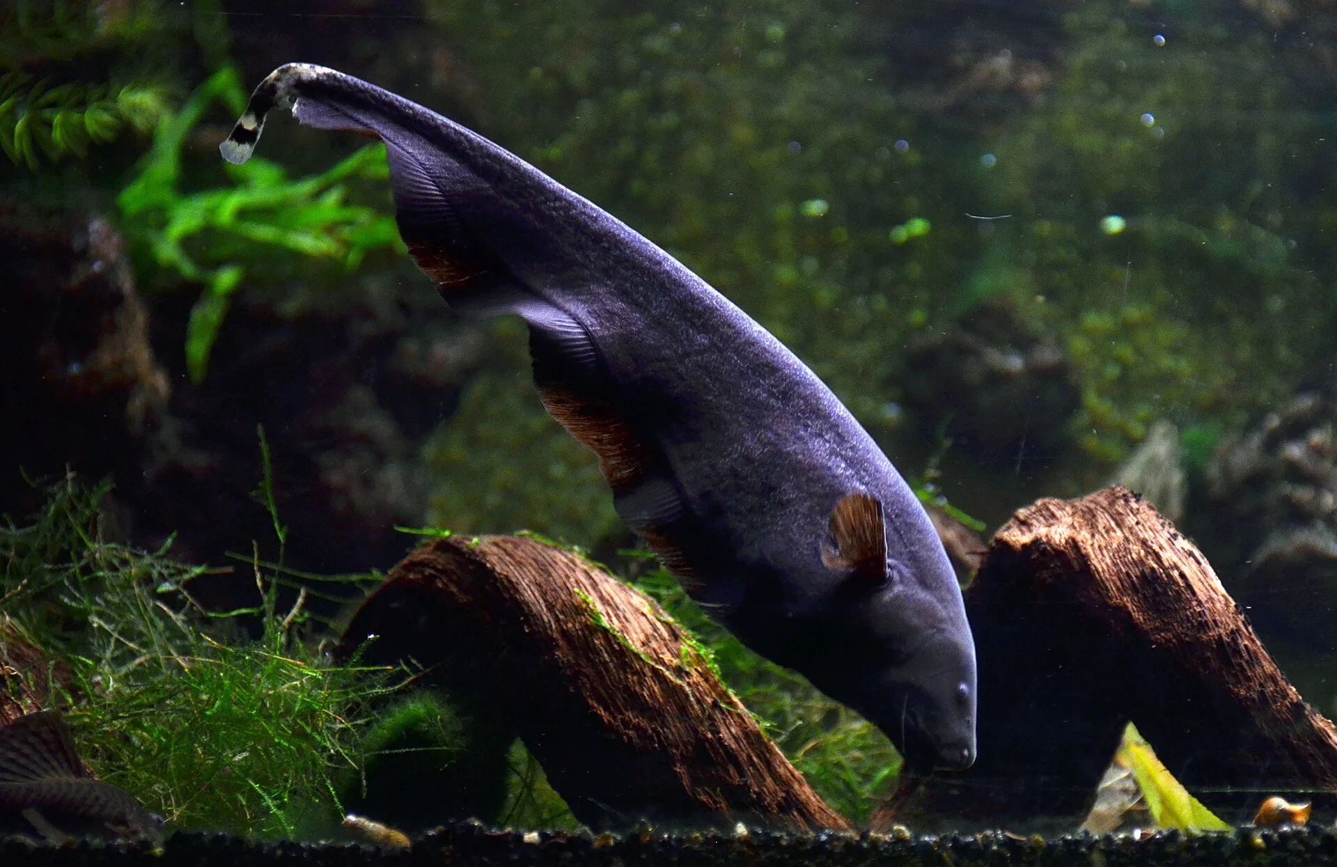 Black Ghost Knifefish in aquarium