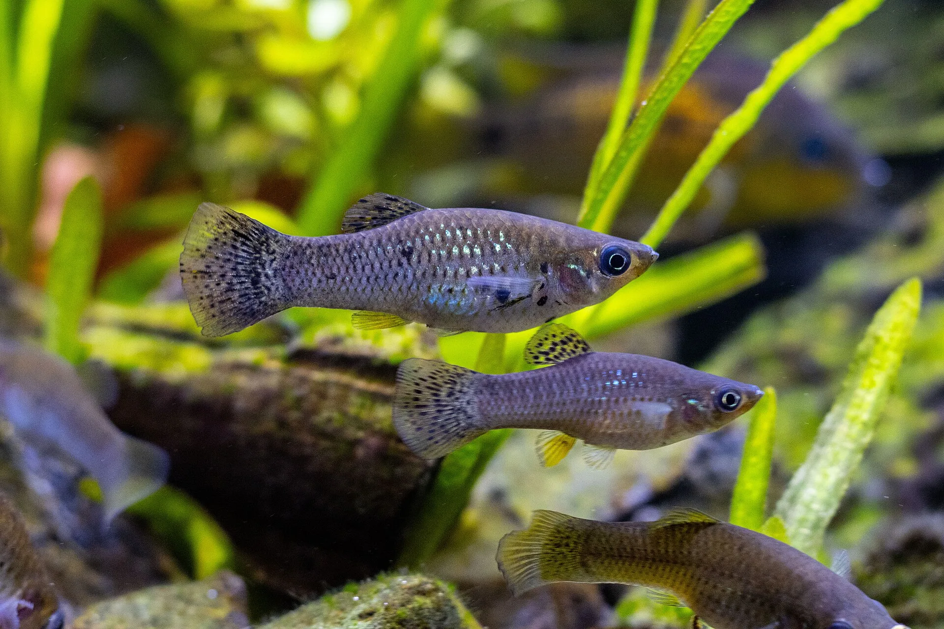 Black Molly aquarium photo