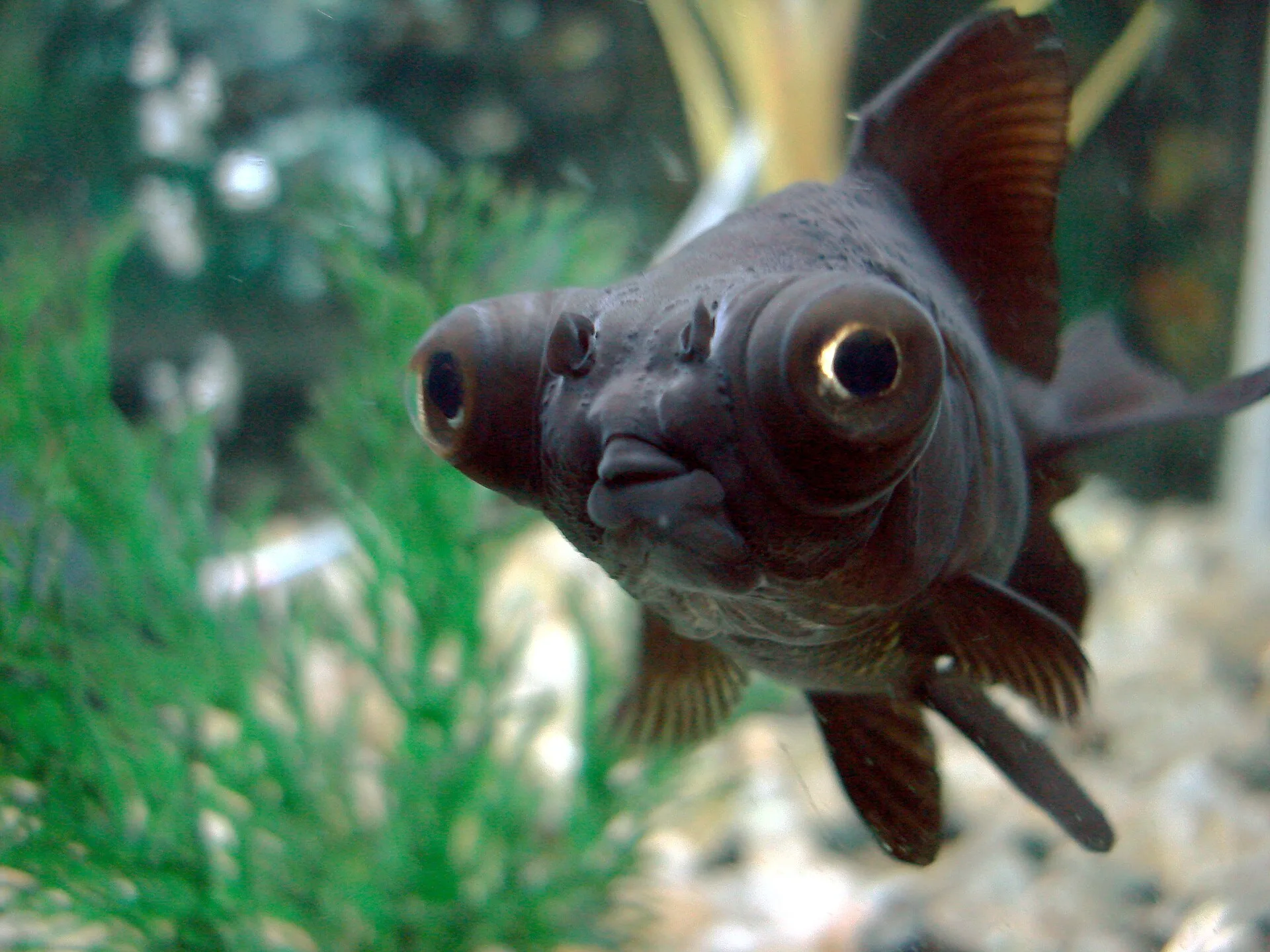 Black Moor Goldfish (Carassius auratus)