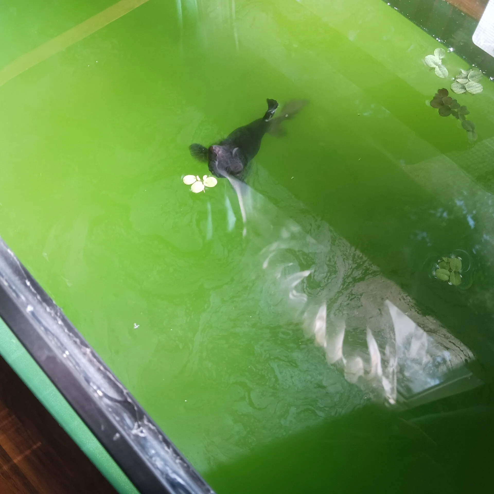 Black Moor Goldfish in aquarium