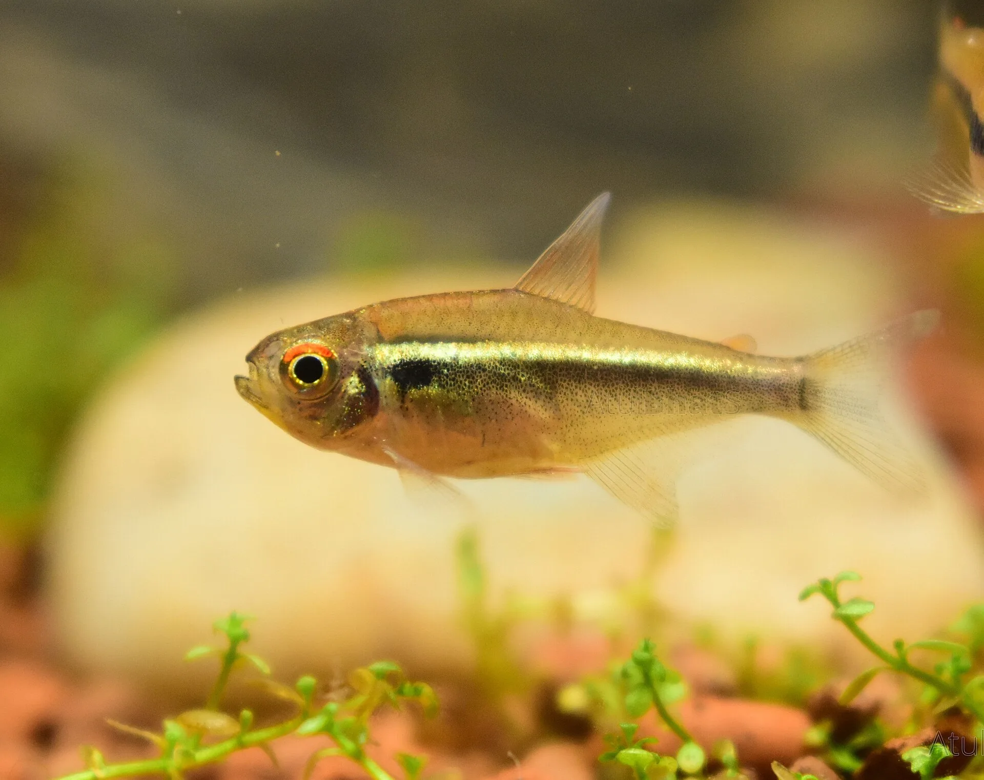 Black Neon Tetra aquarium photo
