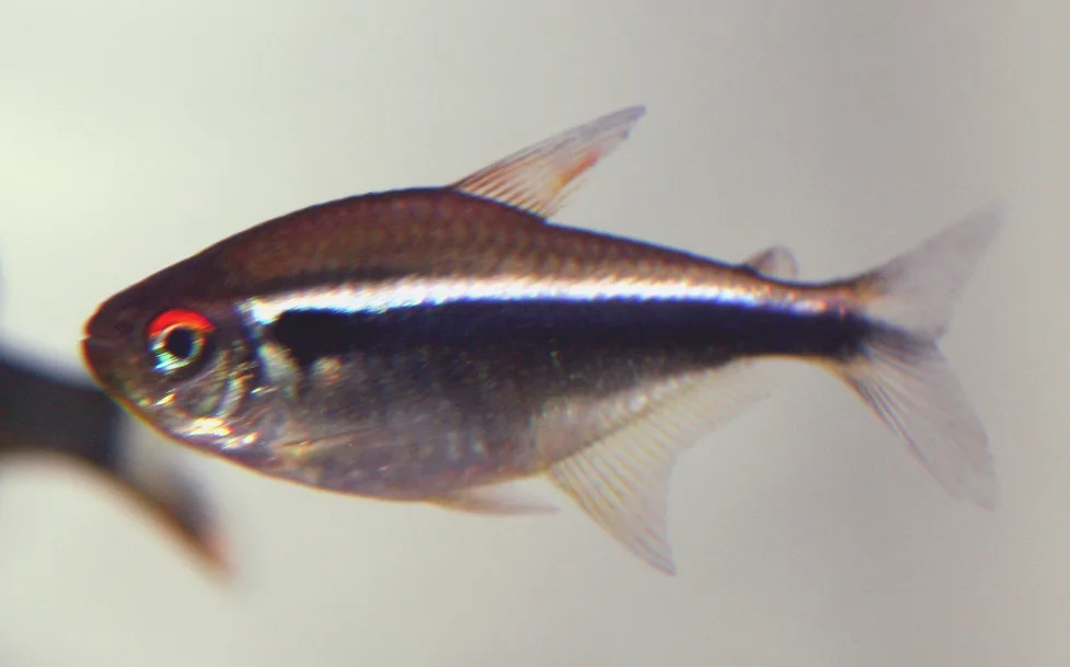 Black Neon Tetra aquarium photo
