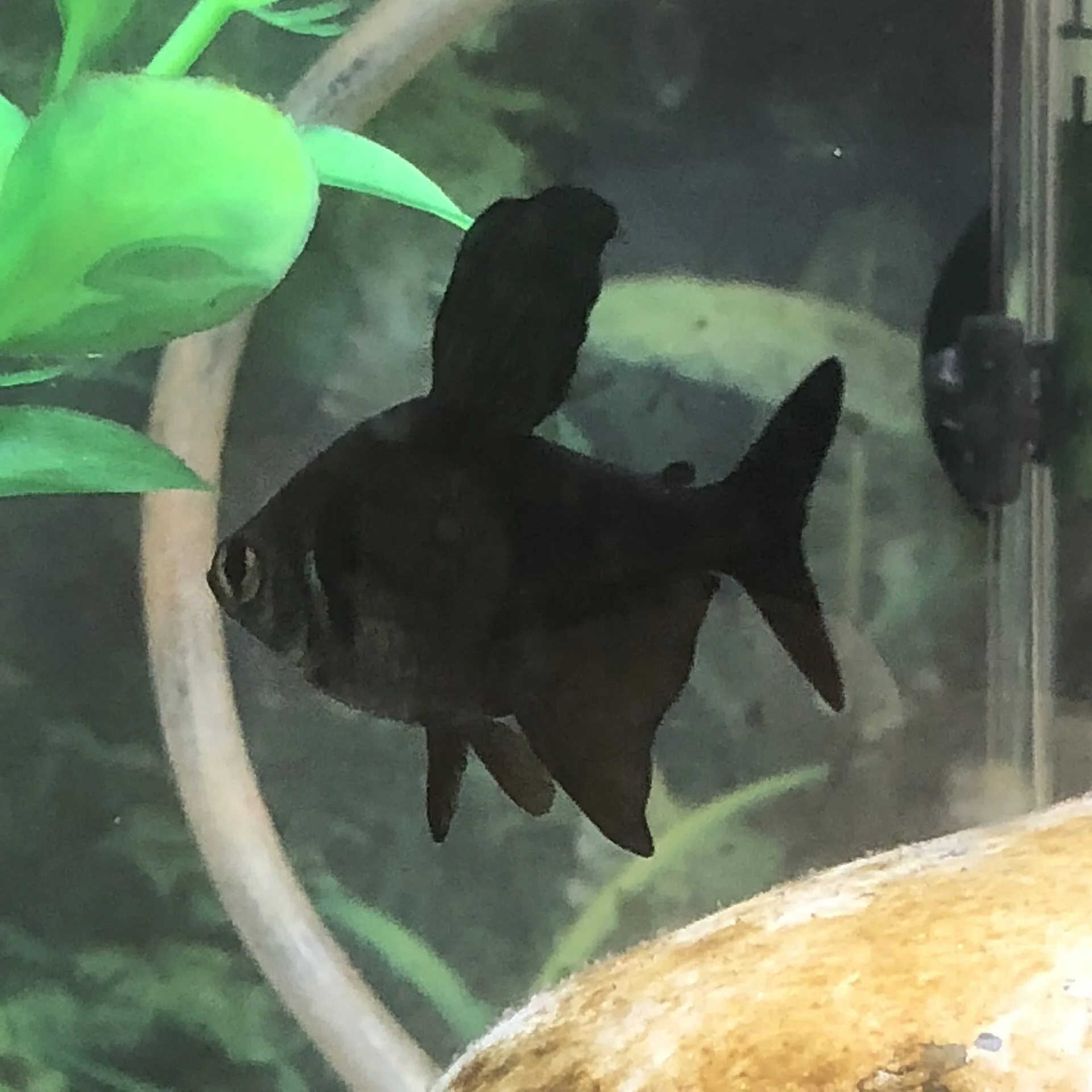 Black Phantom Tetra (Hyphessobrycon megalopterus)