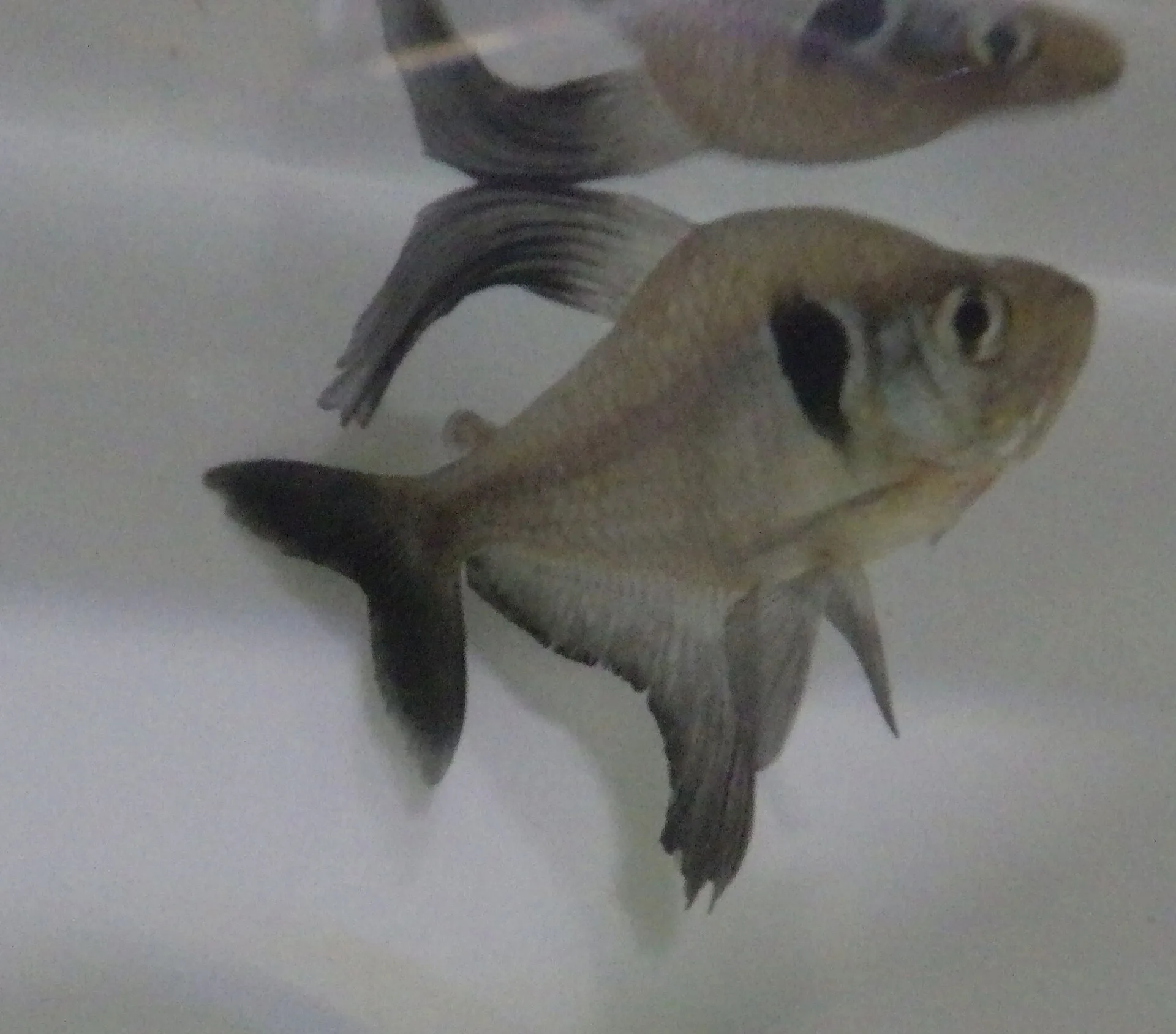 Close view of Black Phantom Tetra (Hyphessobrycon megalopterus)