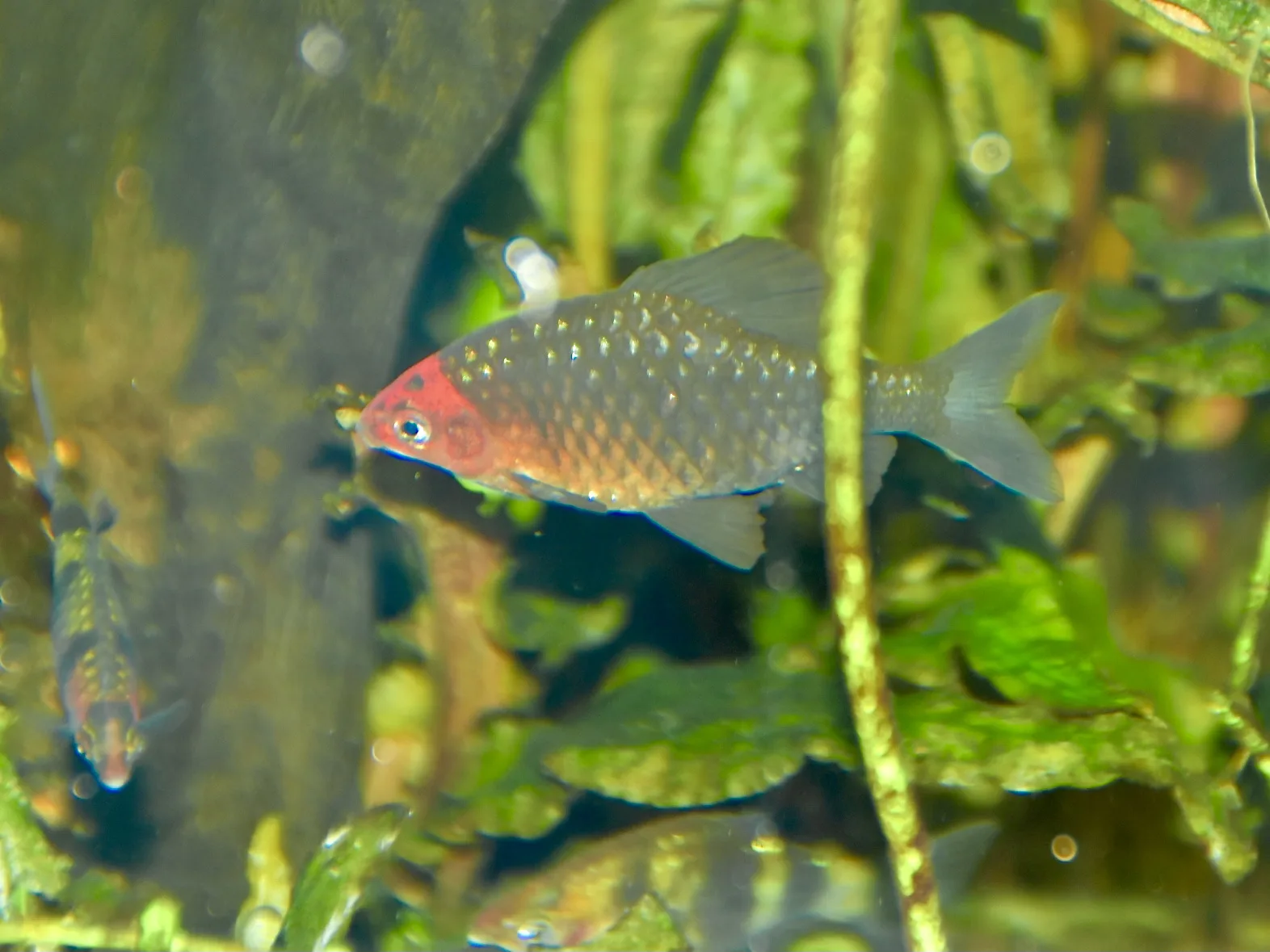 Black Ruby Barb aquarium photo