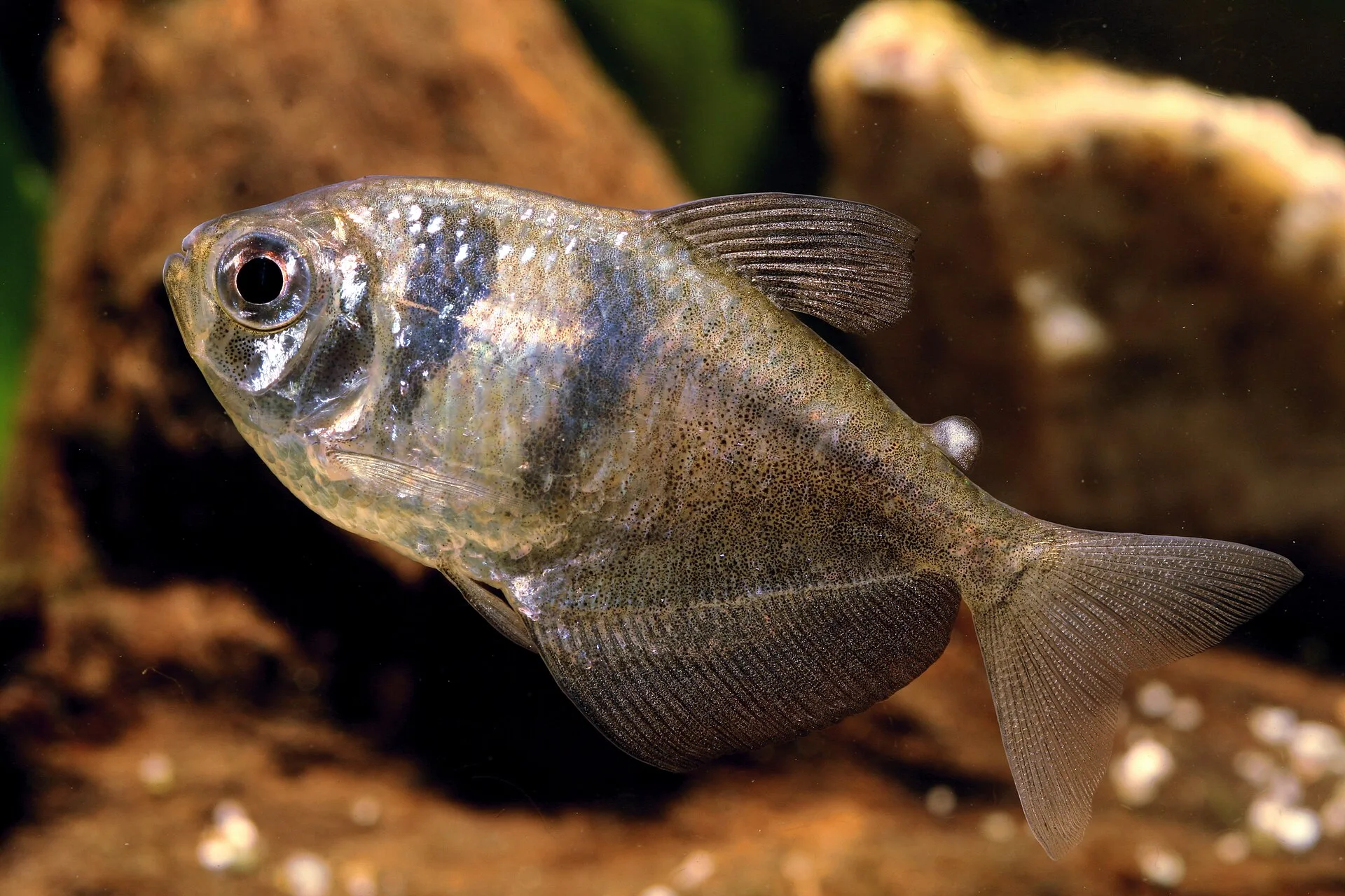 Black Widow Tetra aquarium photo