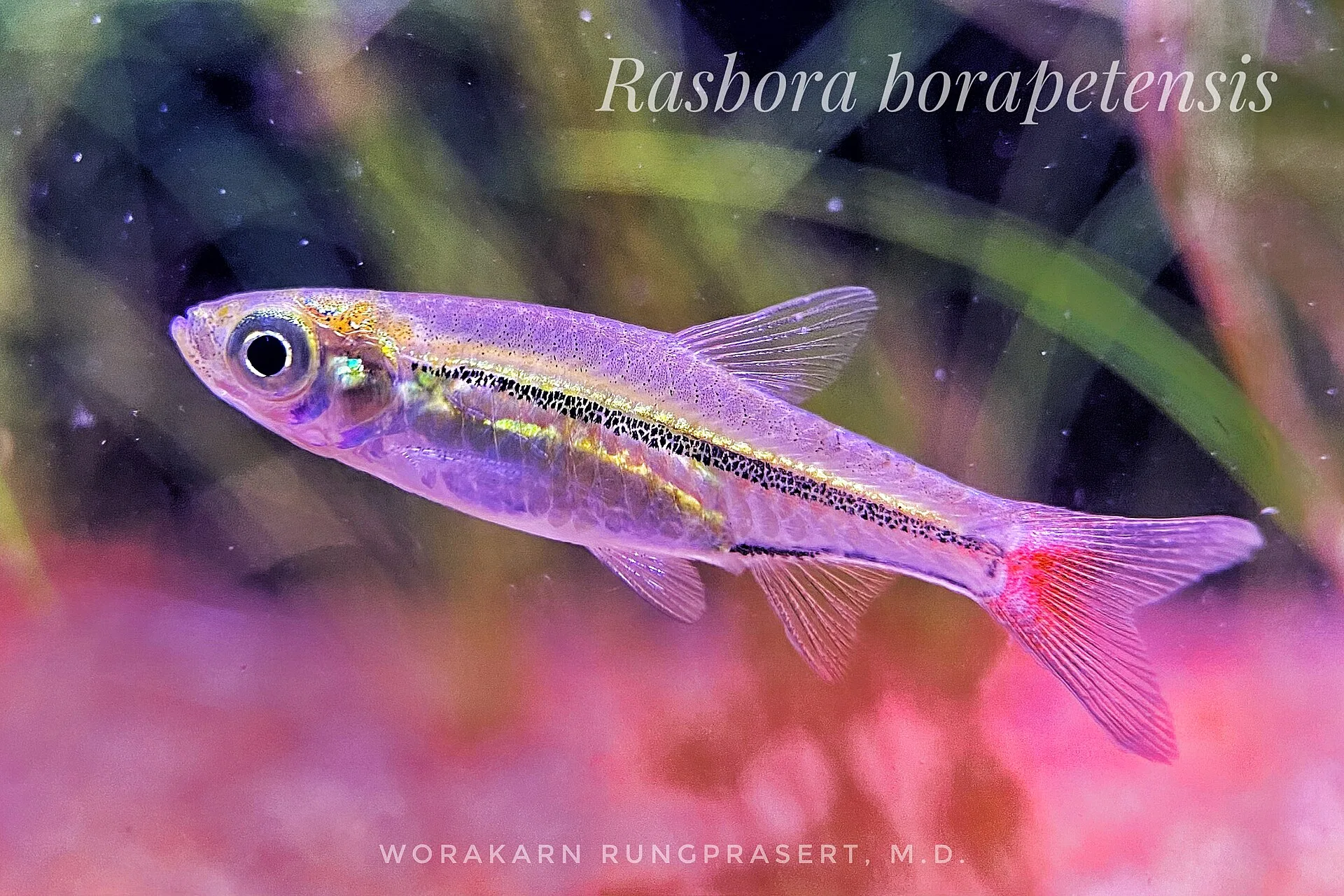 Blackline Rasbora aquarium photo
