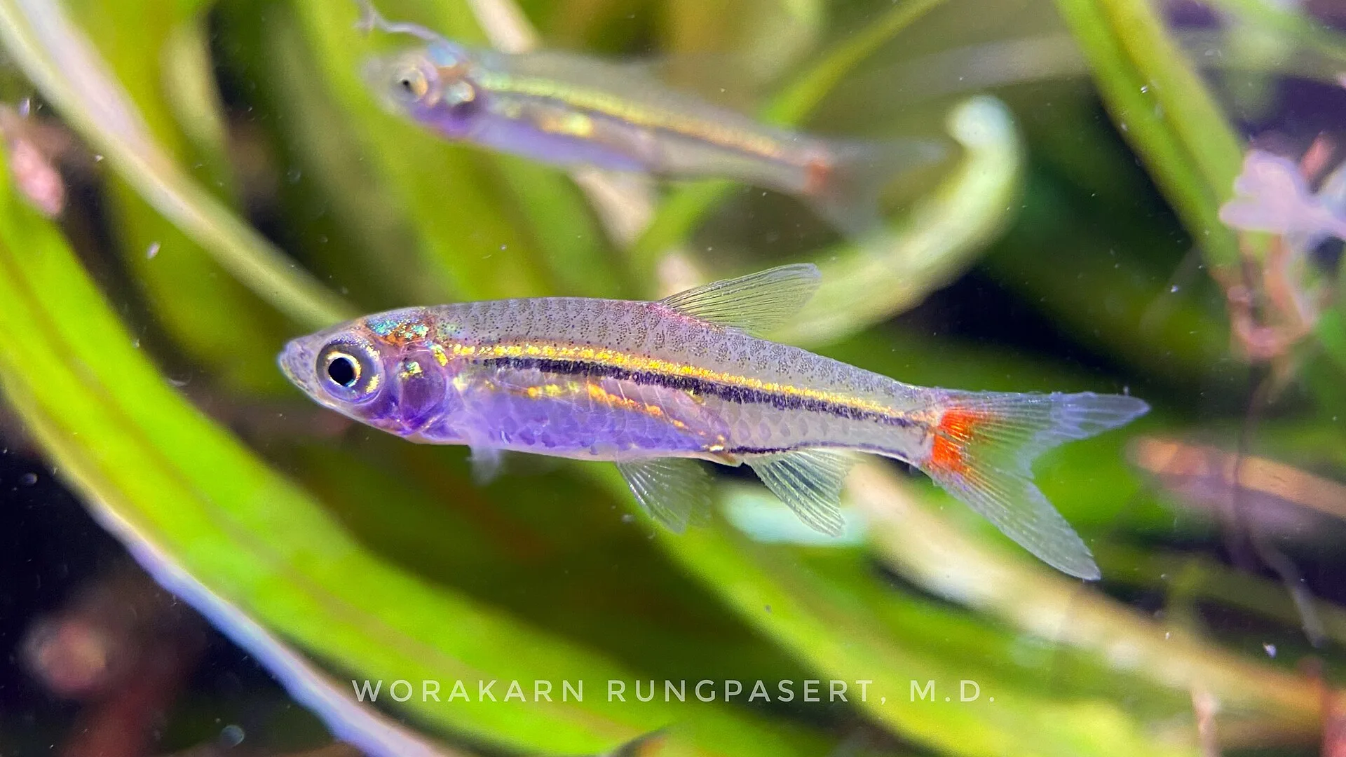 Blackline Rasbora aquarium photo