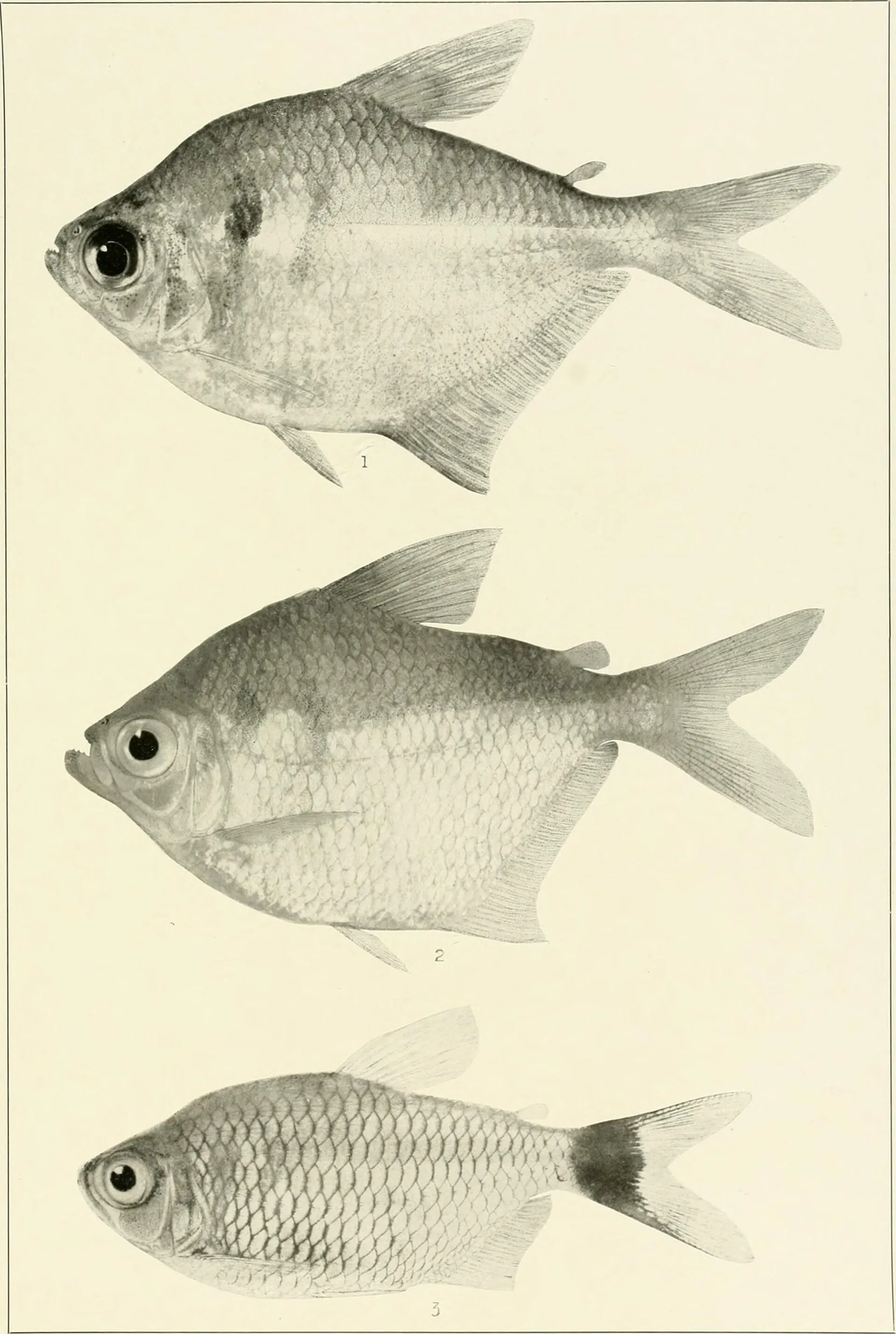 Blackline Tail Tetra aquarium photo