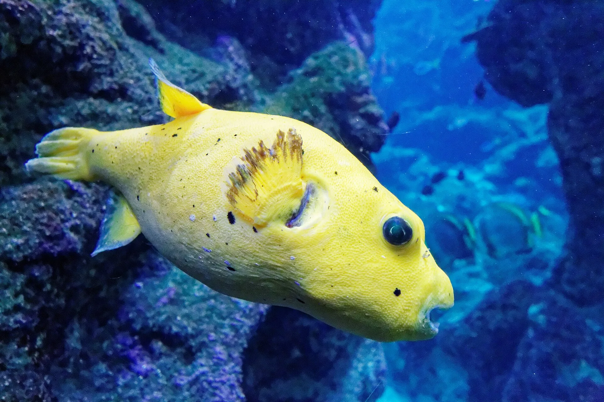 Blackspotted Puffer aquarium photo