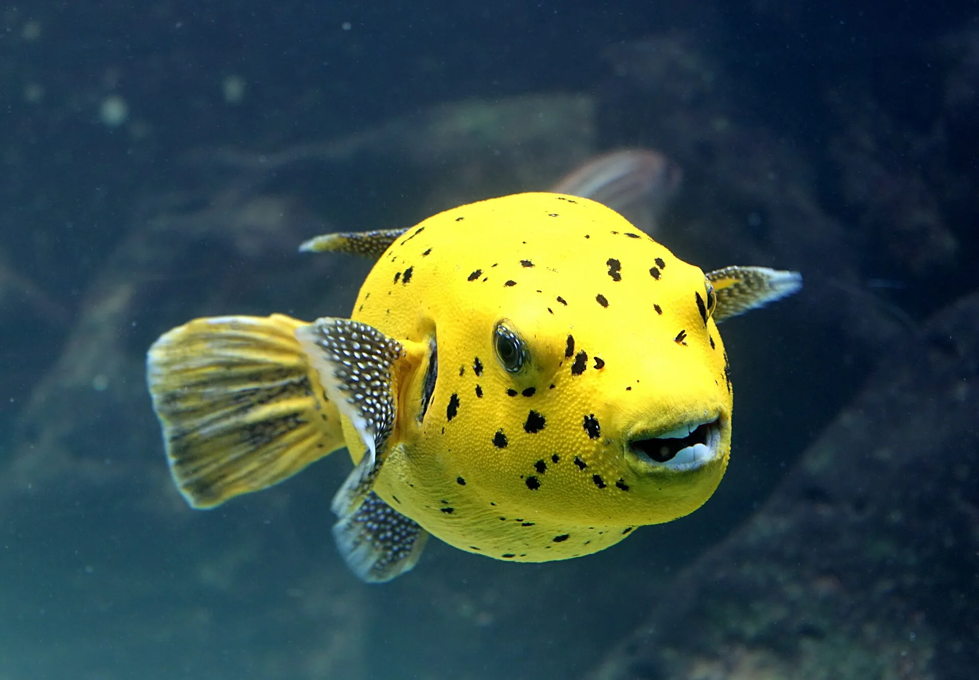 Blackspotted Puffer aquarium photo