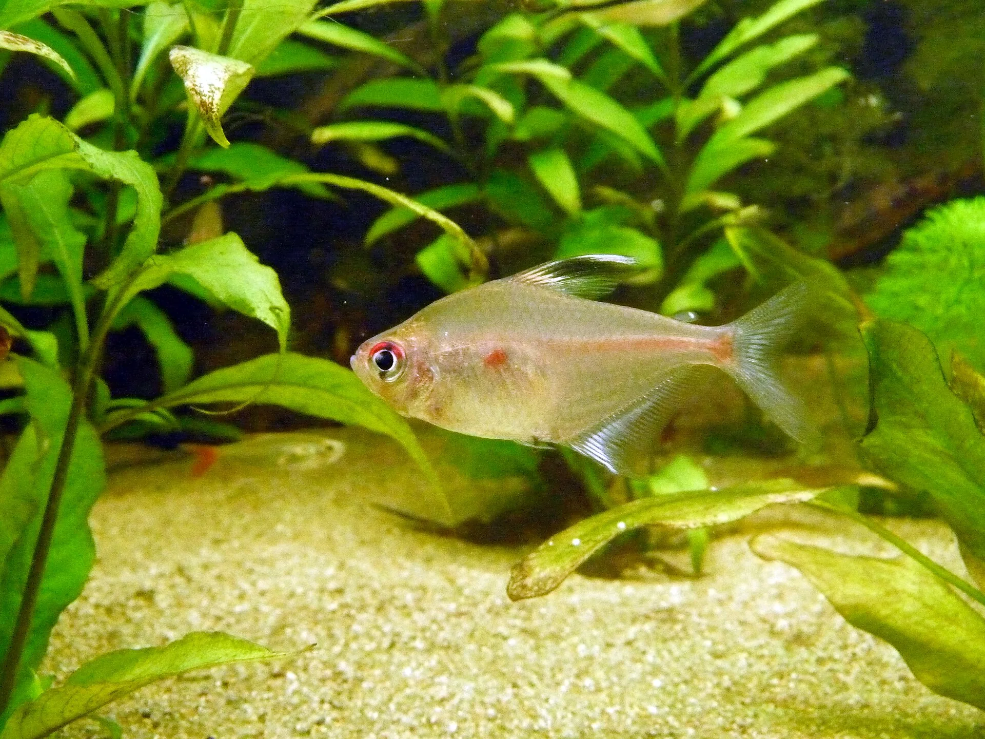 Bleeding Heart Tetra aquarium photo