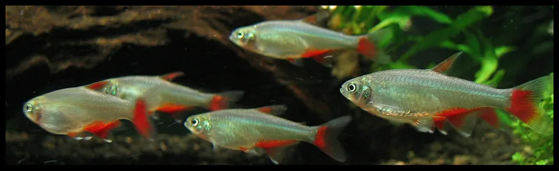Bloodfin Tetra (Aphyocharax anisitsi)