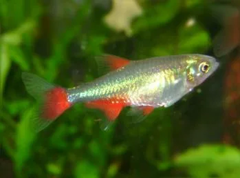 Bloodfin Tetra in a freshwater aquarium