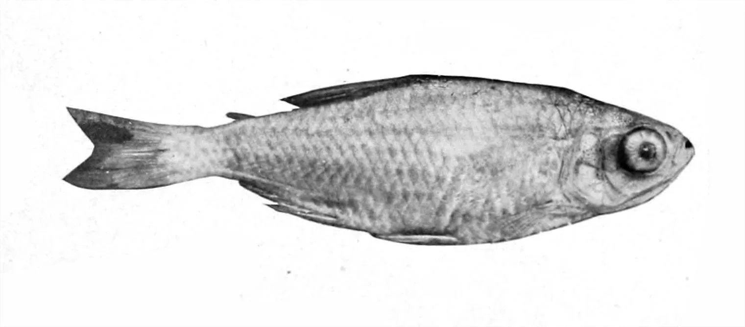 Bloodfin Tetra showing natural colour and shape