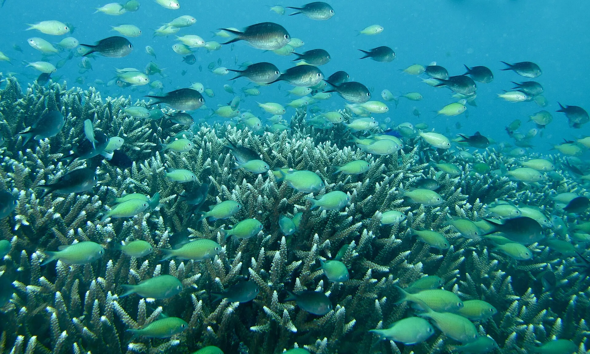 Close view of Blue-Green Chromis (Chromis viridis)