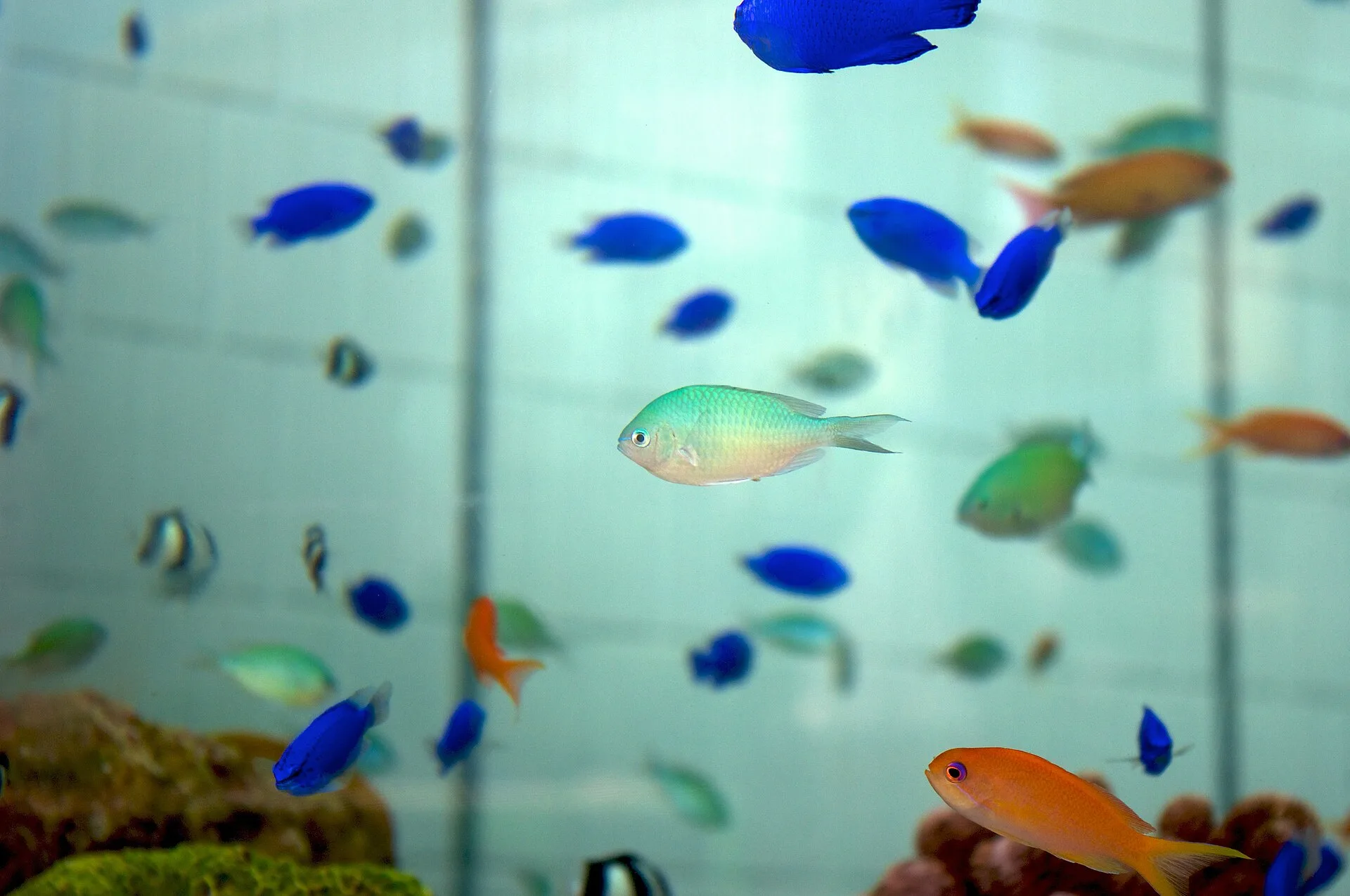 Blue-Green Chromis natural colour and form