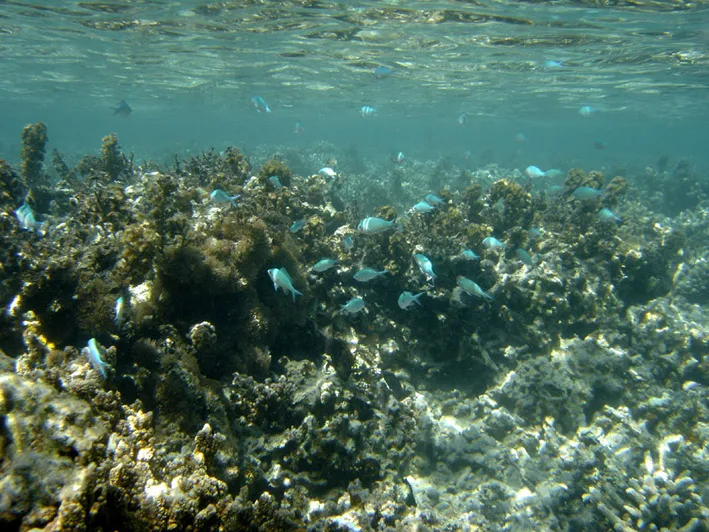 Blue-Green Chromis (Chromis viridis)