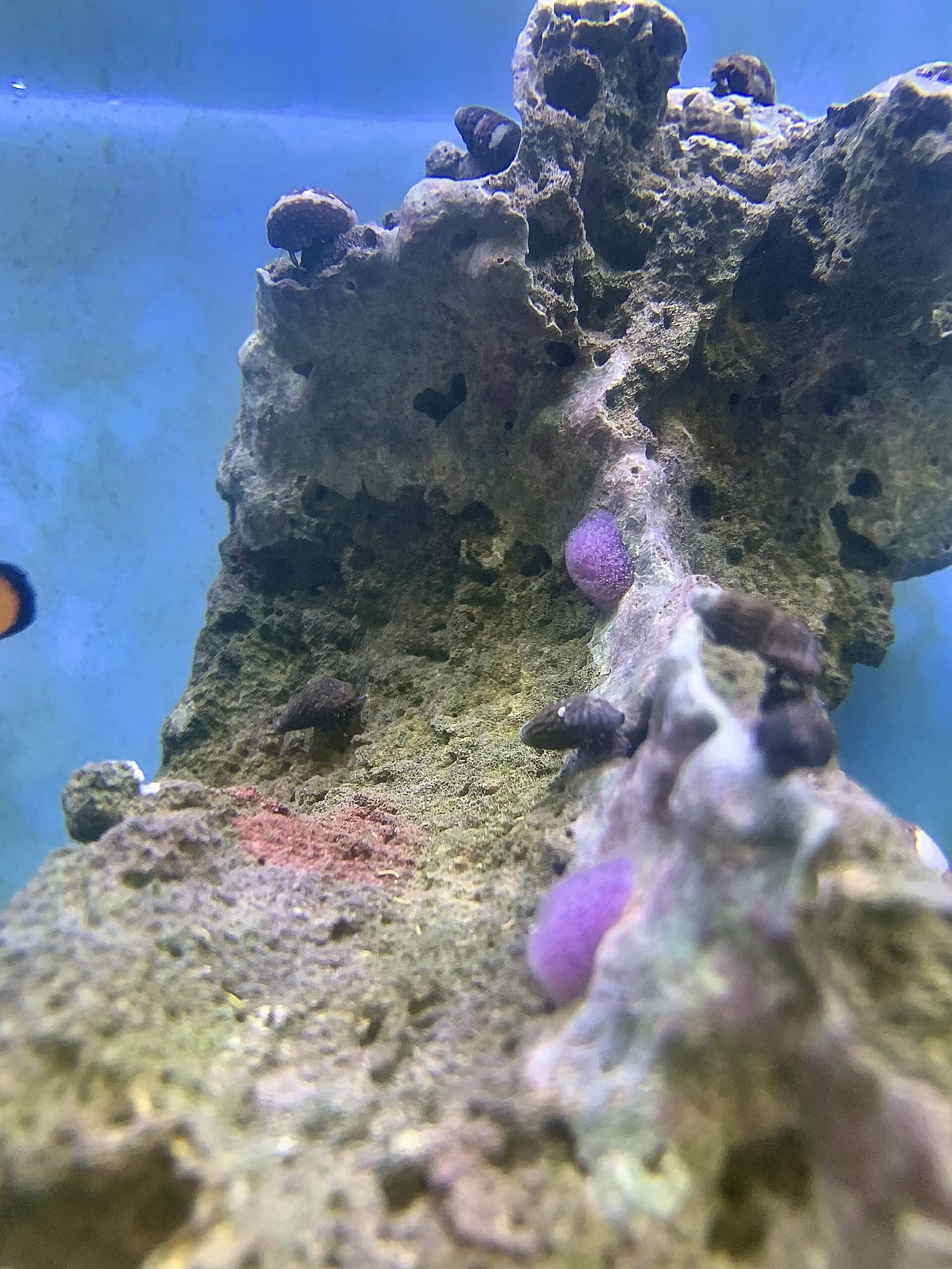 Blue Leg Hermit Crab in aquarium