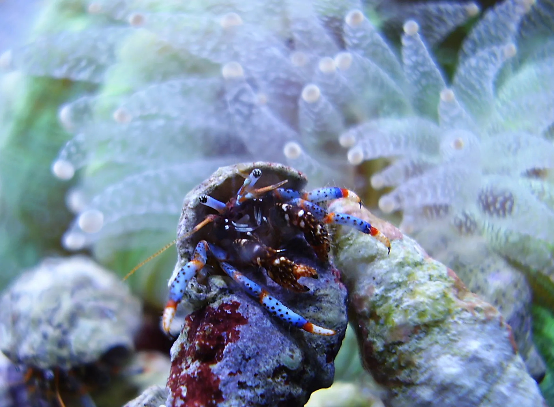 Close view of Blue Leg Hermit Crab (Clibanarius tricolor)