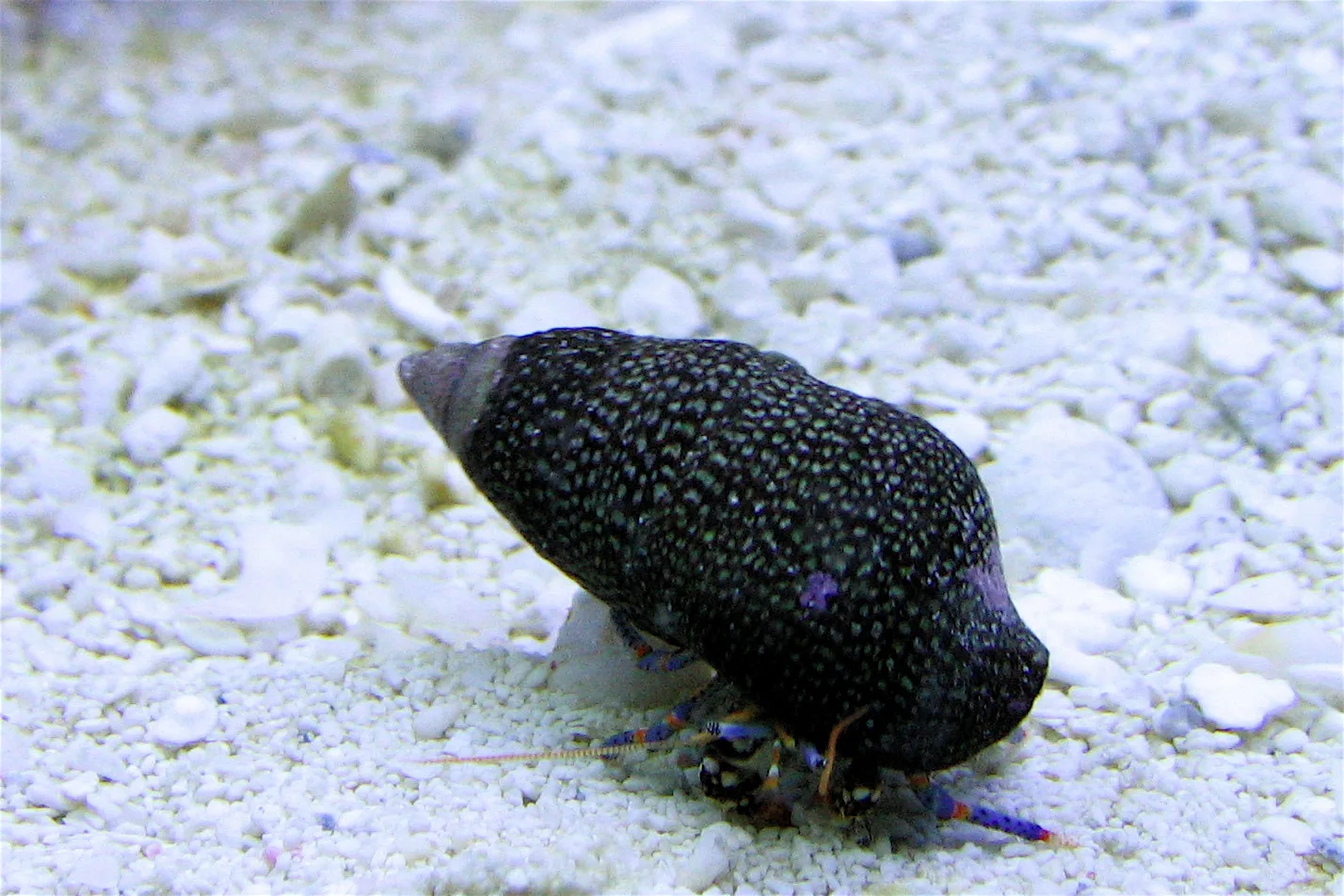 Blue Leg Hermit Crab (Clibanarius tricolor)