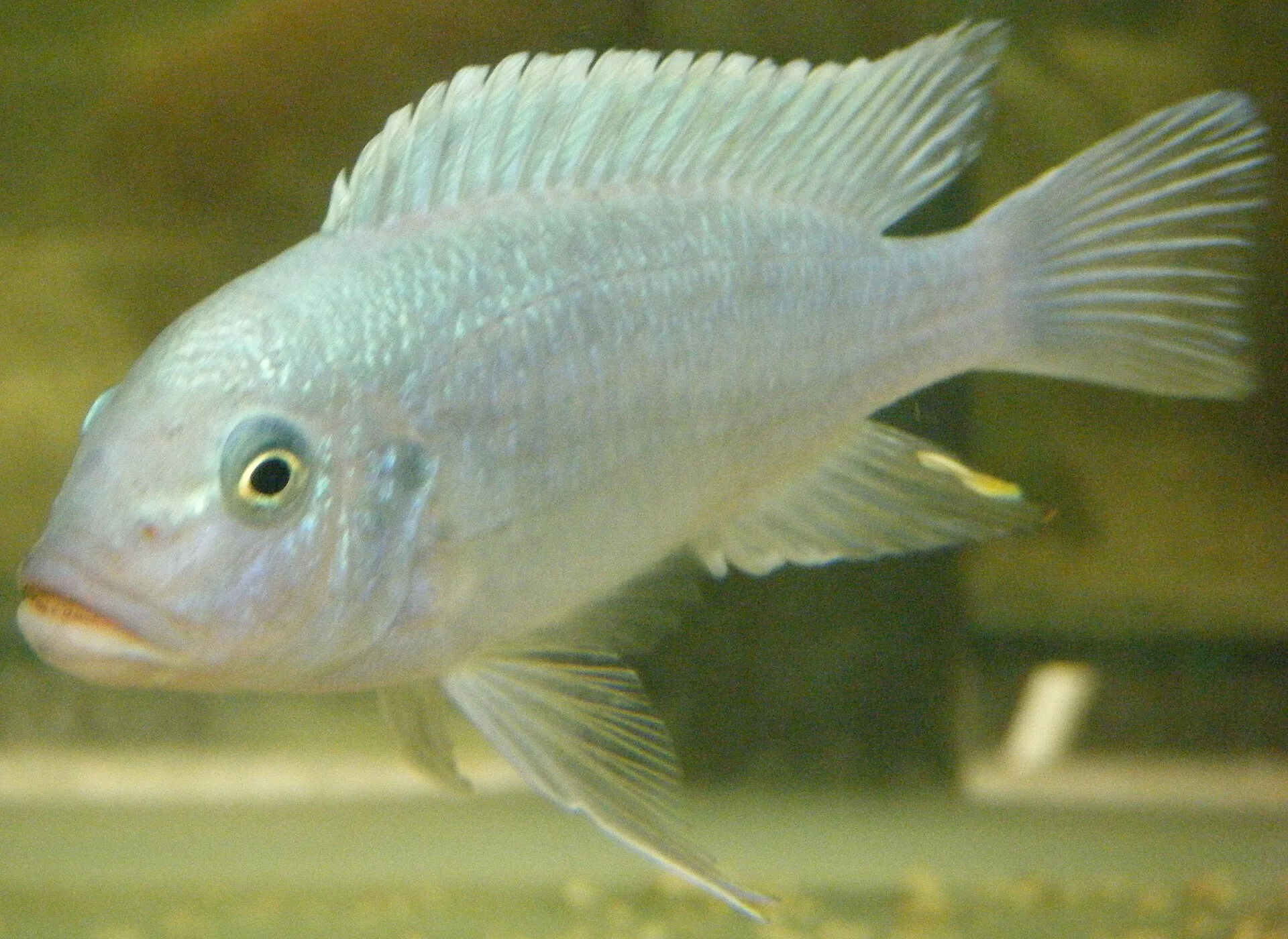 Blue Zebra Cichlid aquarium photo
