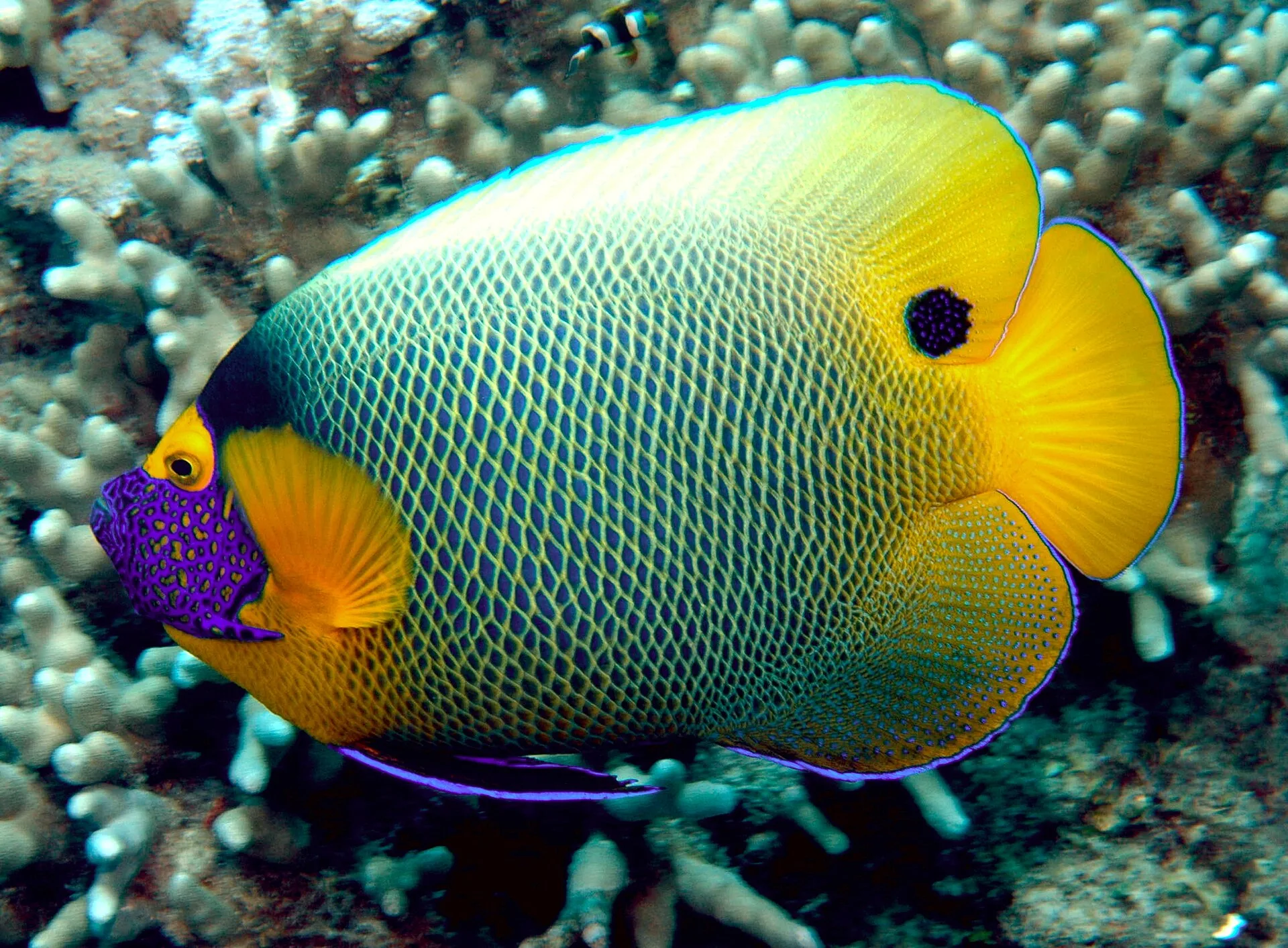Blueface Angelfish aquarium photo