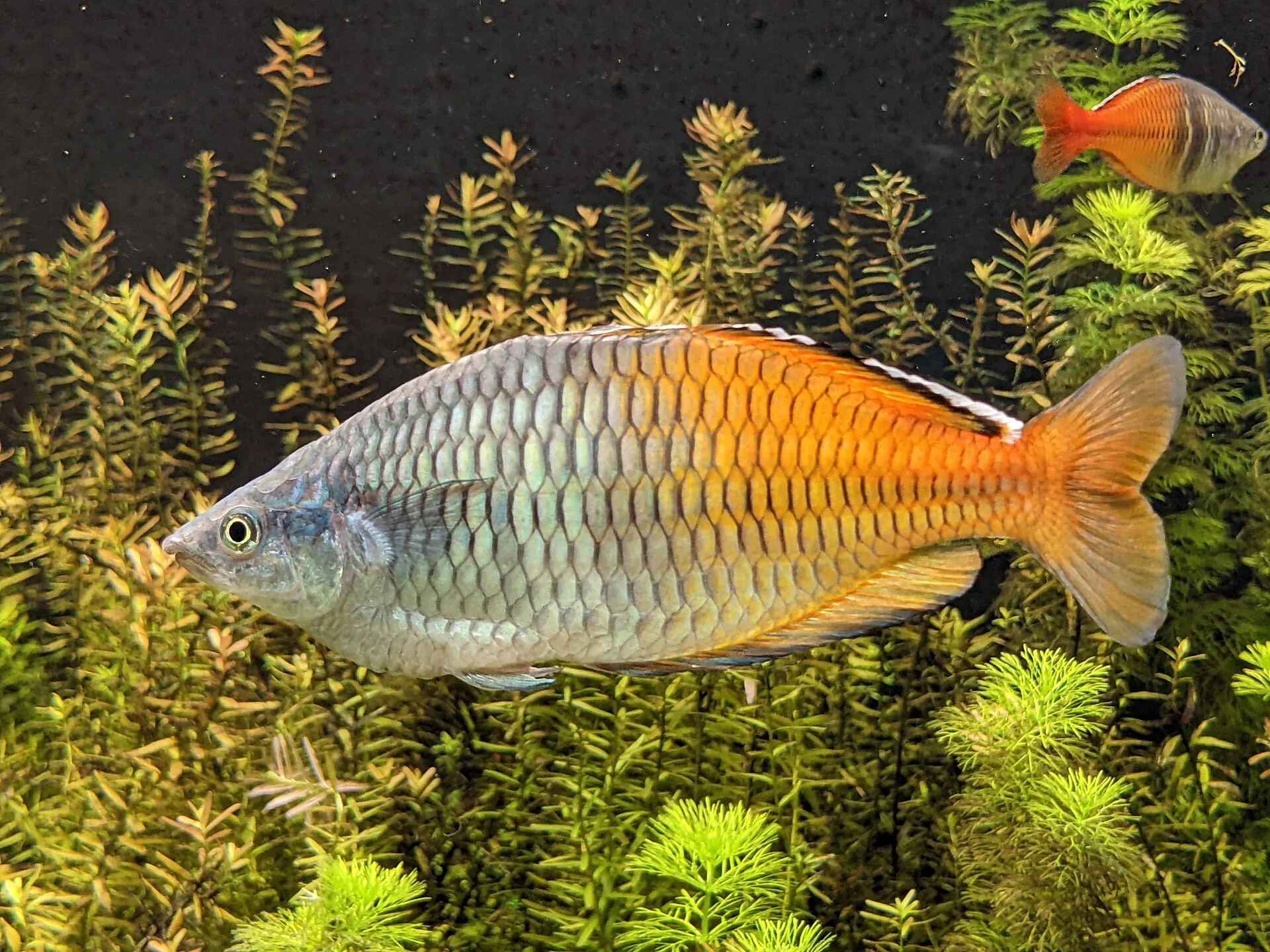 Boesemani Rainbowfish aquarium photo