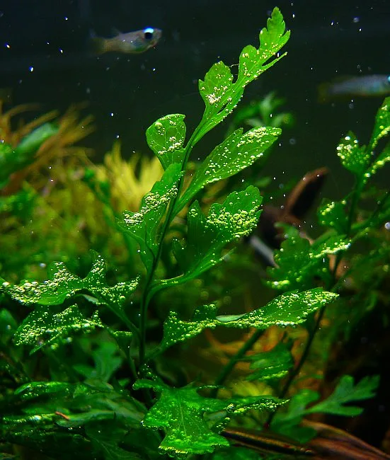 Bolbitis heudelotii aquarium plant