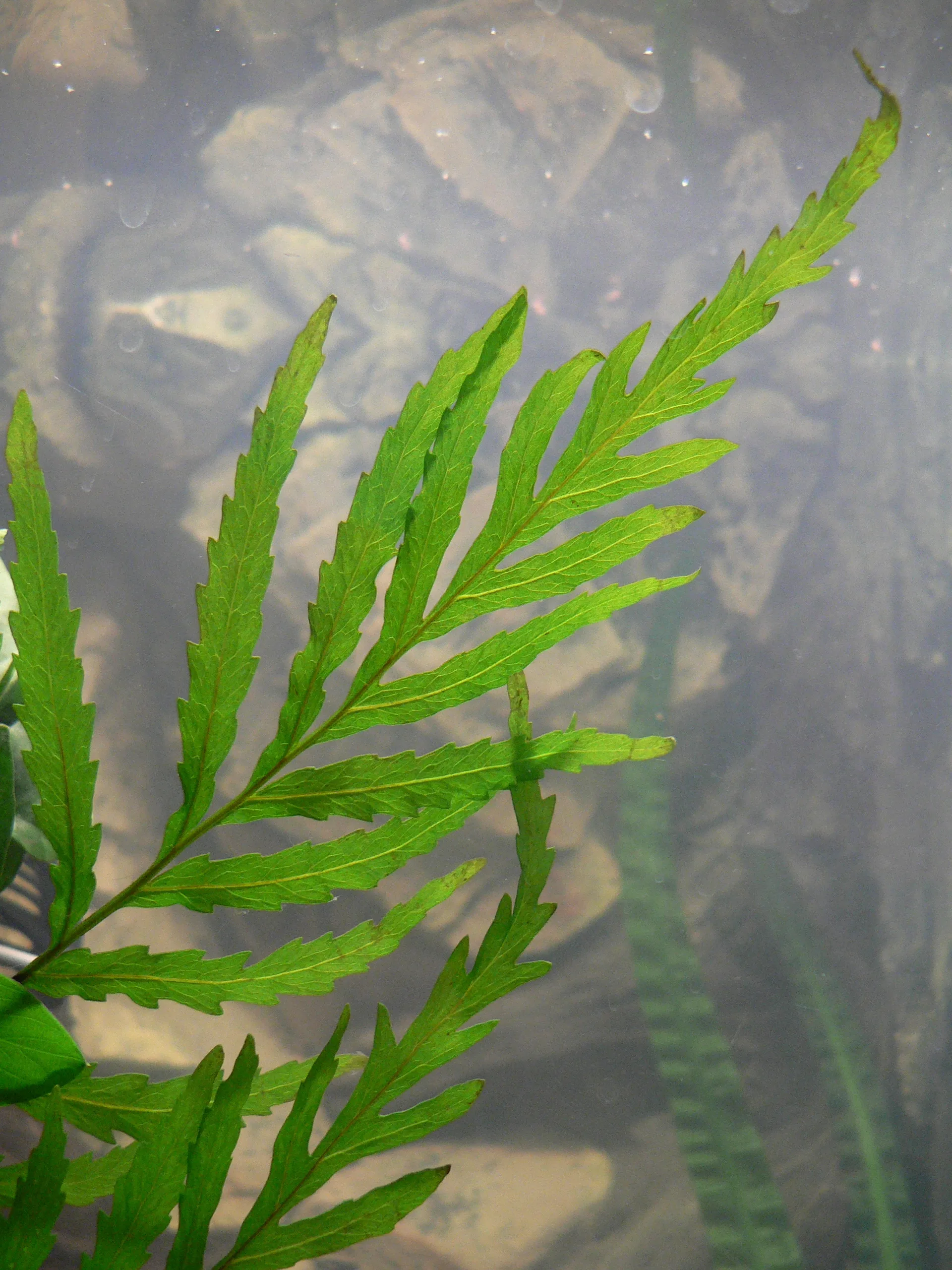 Bolbitis heudelotii (Bolbitis heudelotii) leaf detail