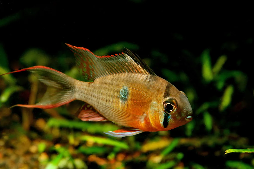 Bolivian Ram aquarium photo