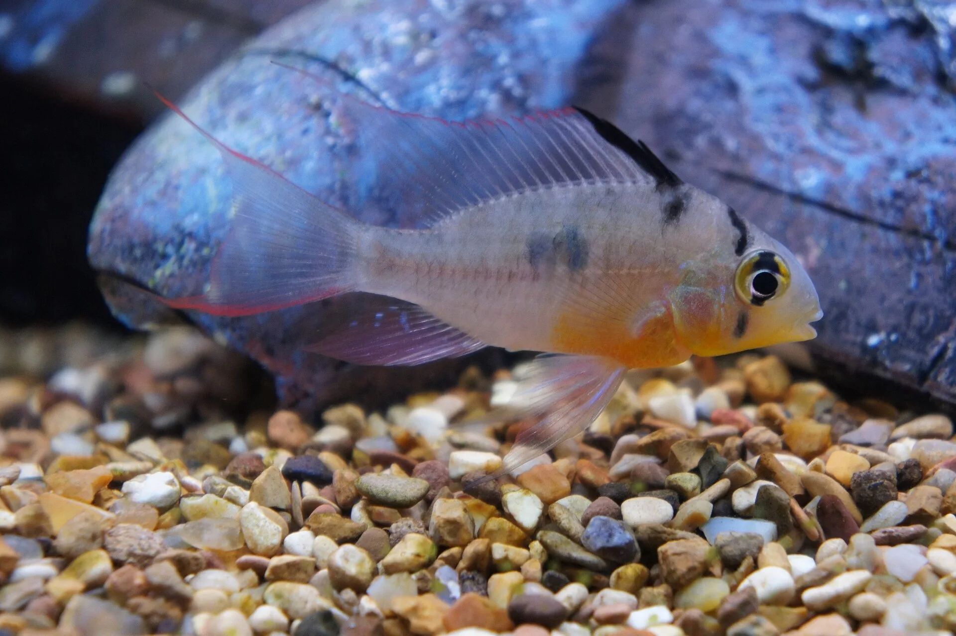 Bolivian Ram aquarium photo
