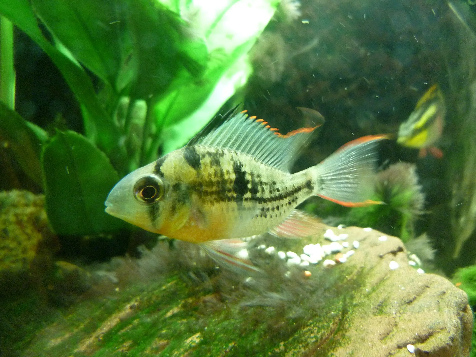 Bolivian Ram aquarium photo