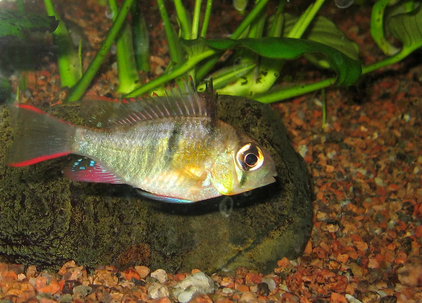 Bolivian Ram (Mikrogeophagus altispinosus)