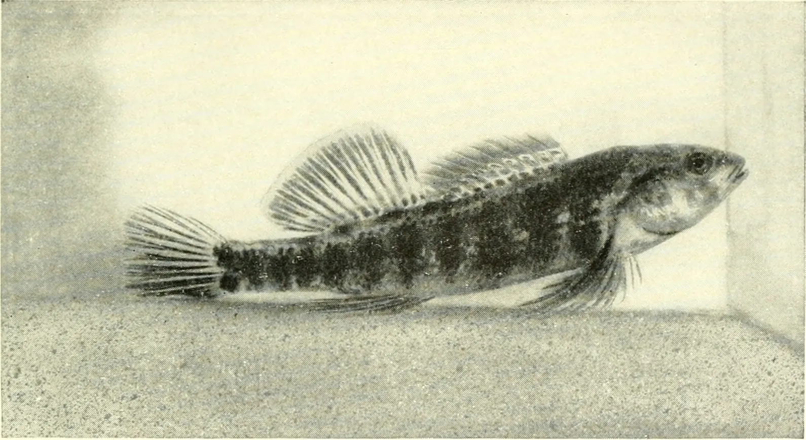 Breeding Freshwater Fish at Home