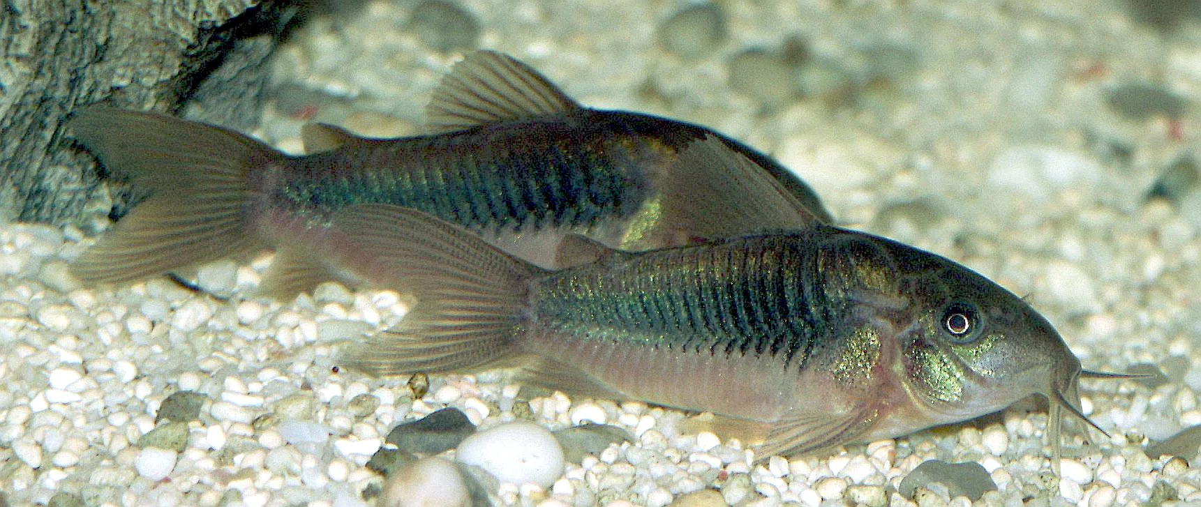 Bronze Corydoras aquarium photo